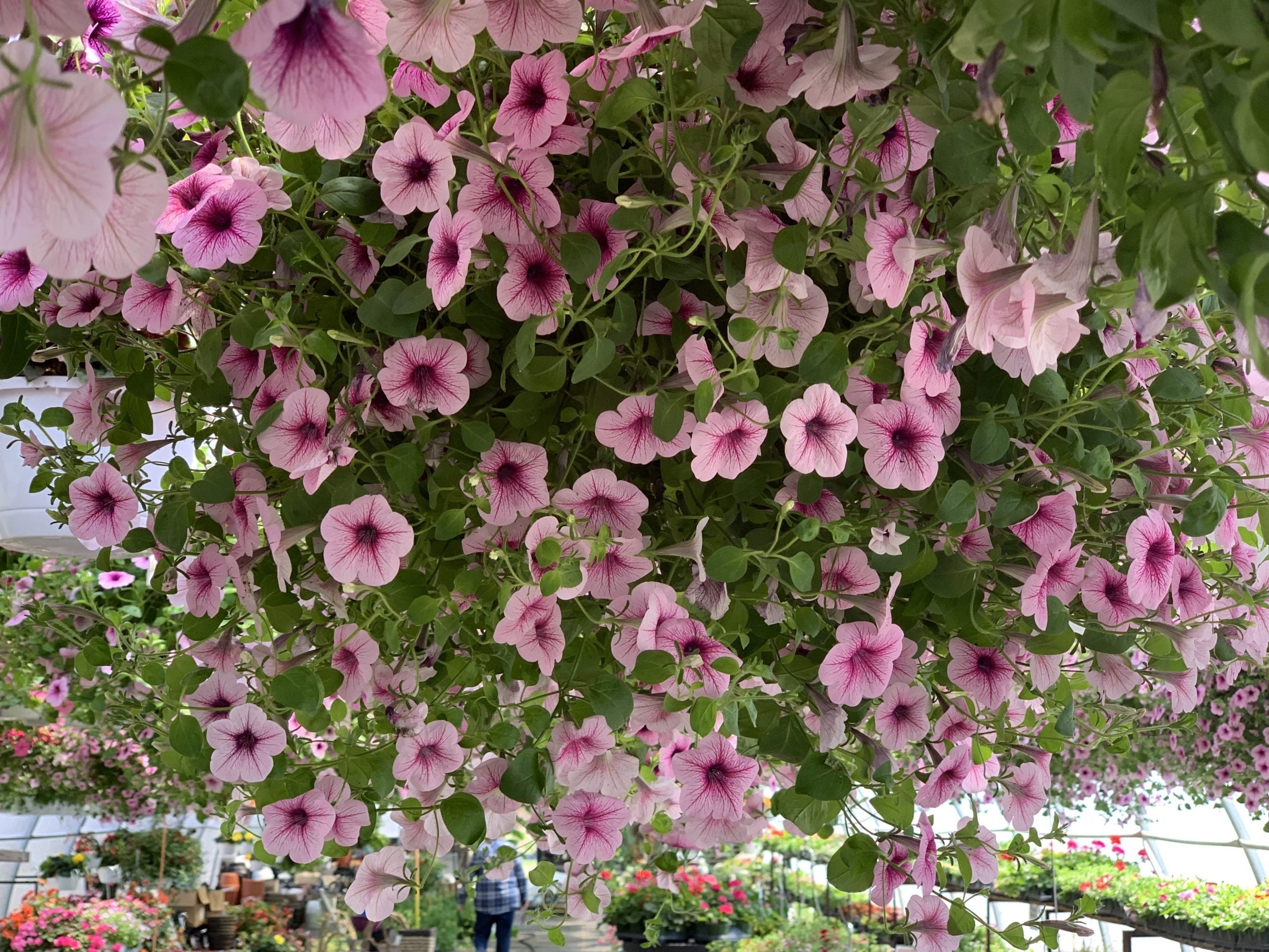 Everything You Need to Know About Hanging Baskets