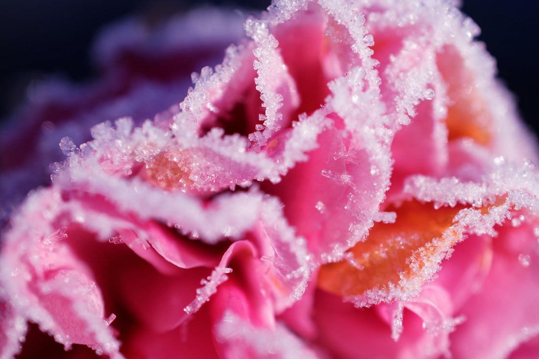 Top 7 Winter Activities For In & Out of Your Garden