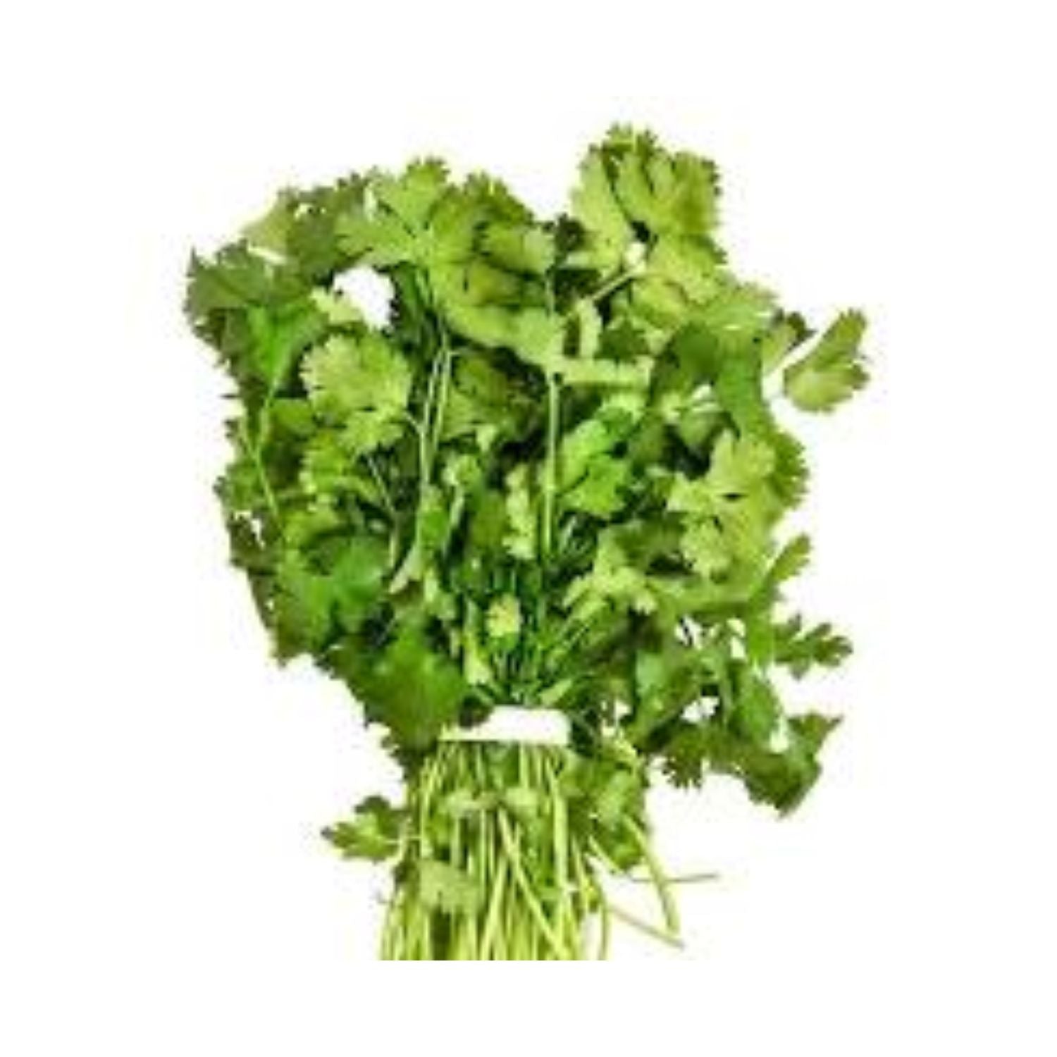 Cilantro Bunch