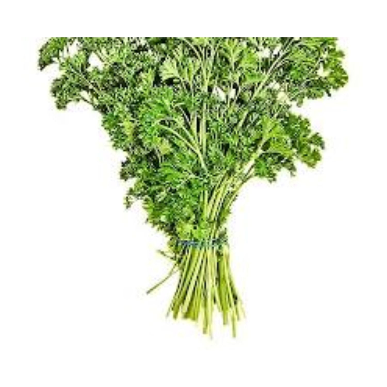 Parsley Regular Bunch