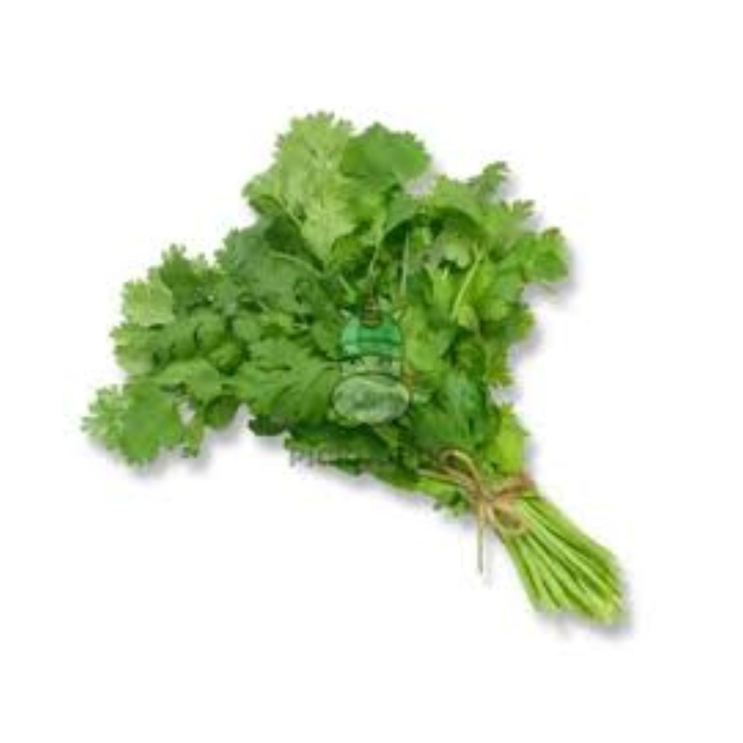 PROMO - Cilantro EACH