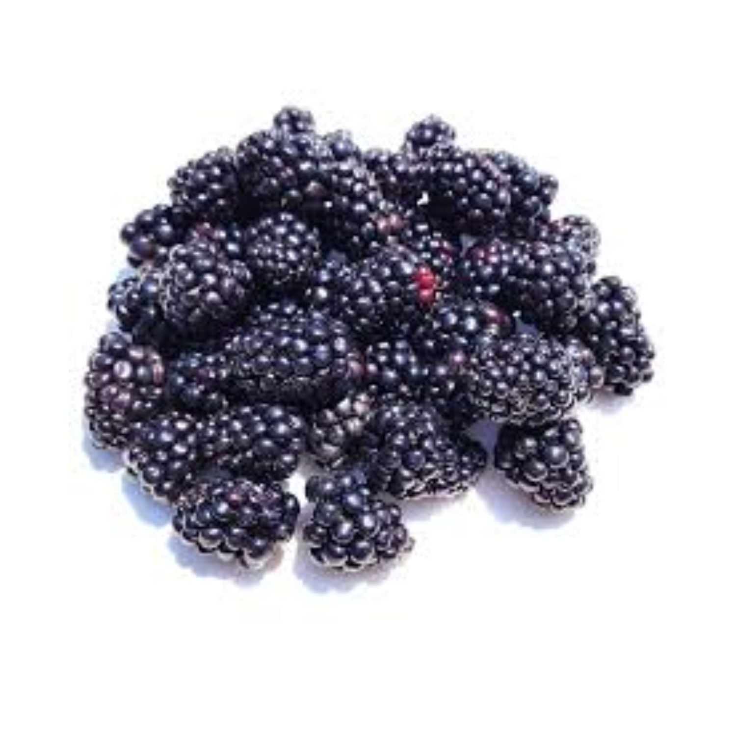 PROMO - Blackberry Pint EACH