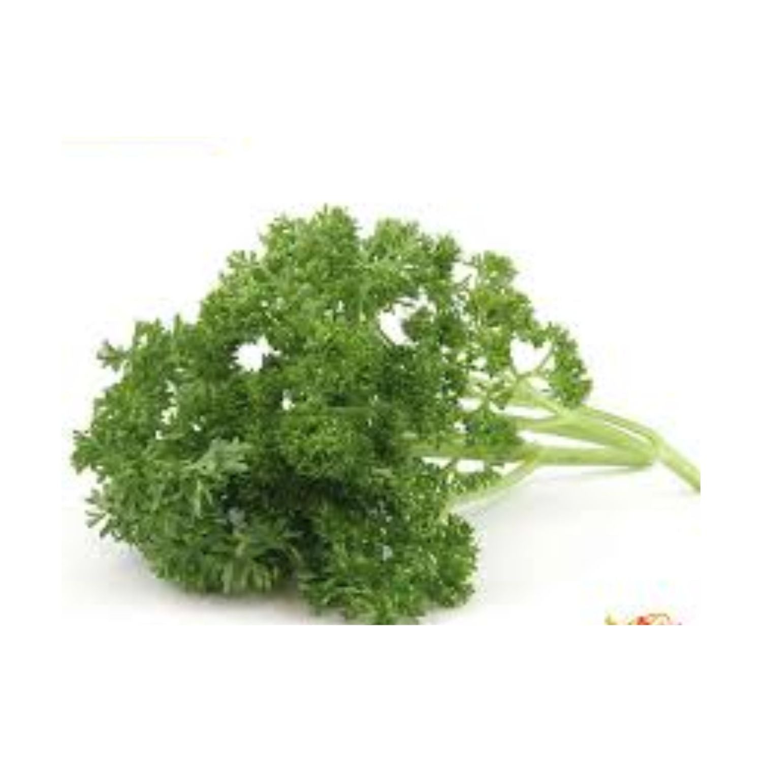 PROMO - Parsley Curly