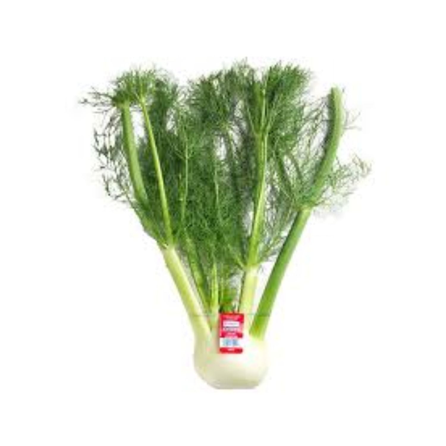 Fennel Anise
