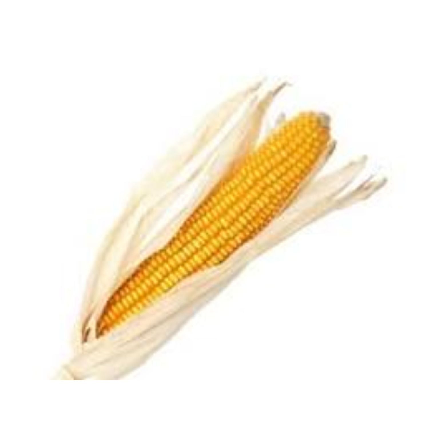 Corn