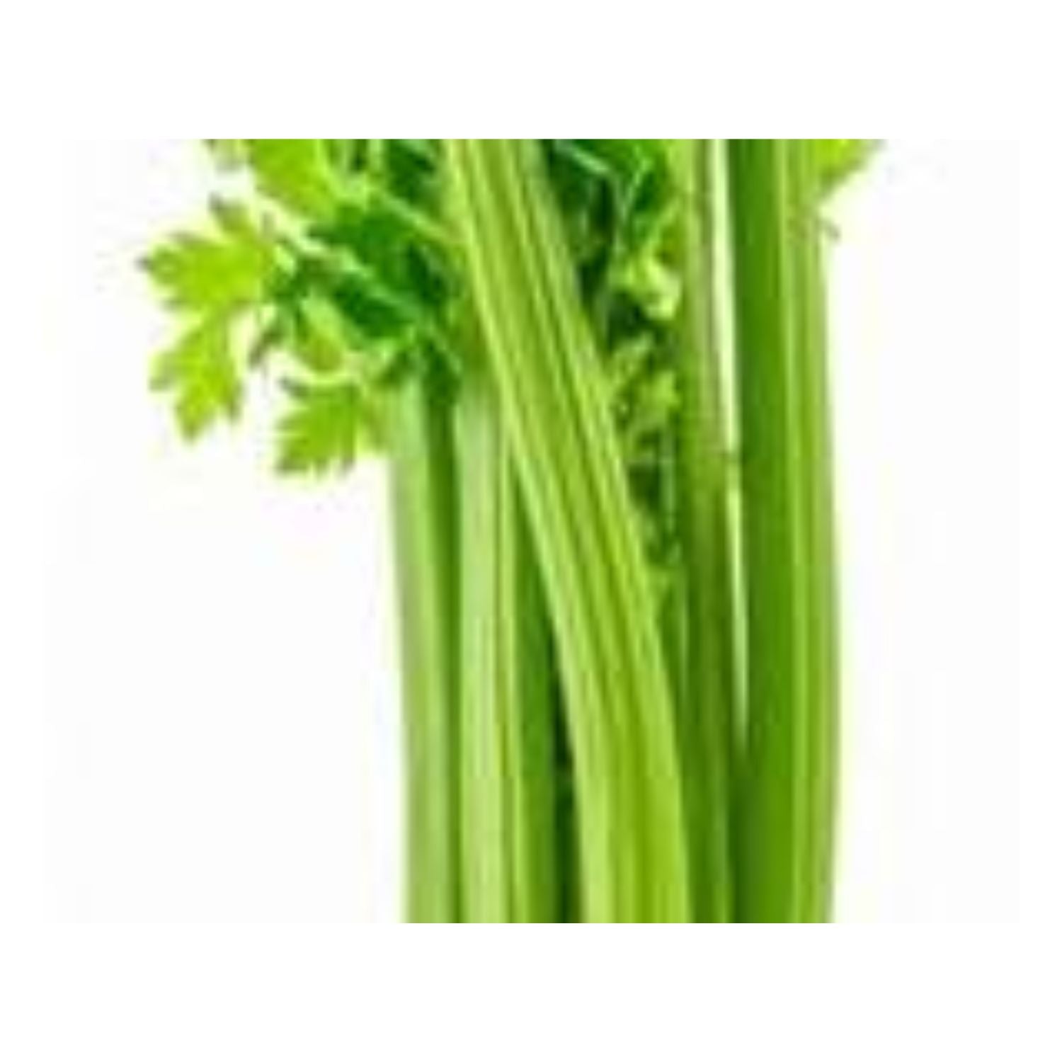 Celery