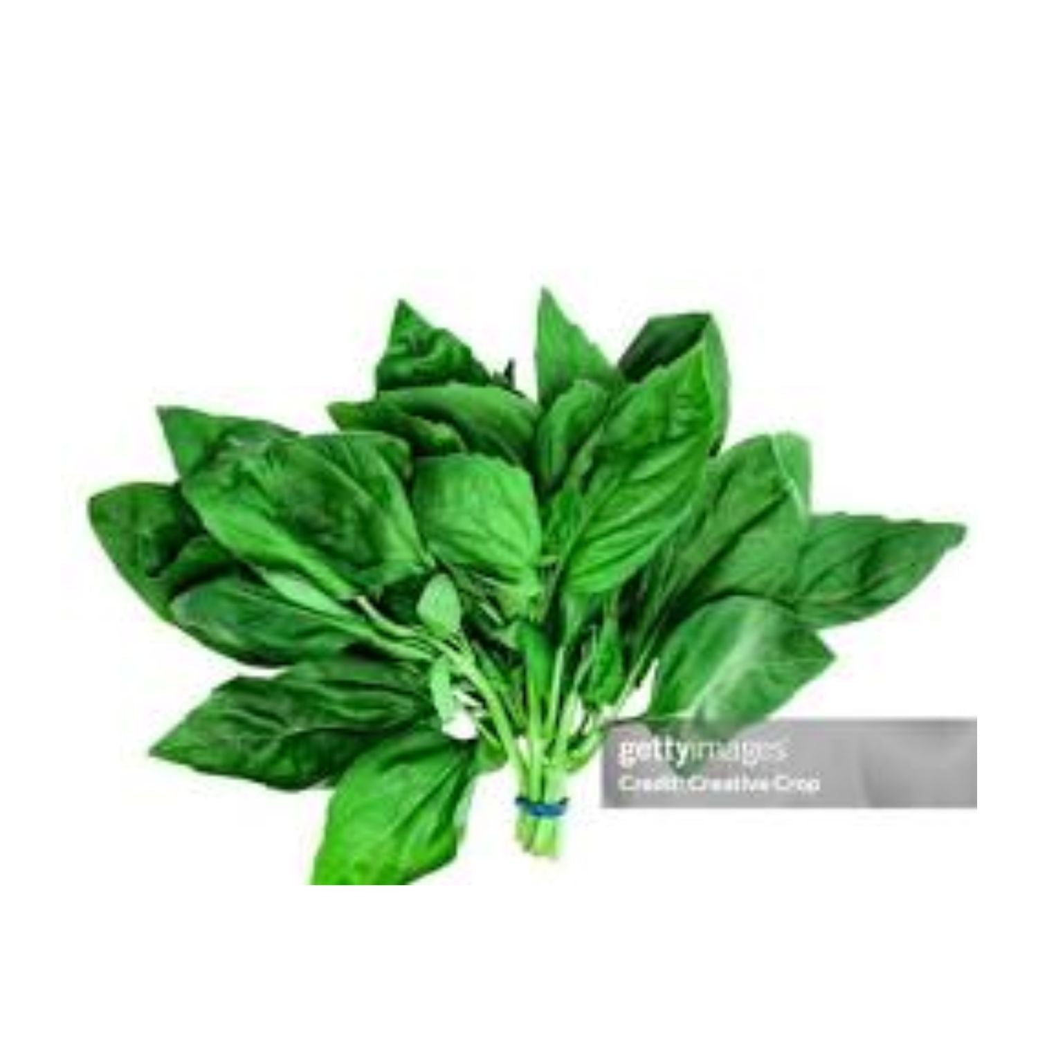 Basil Bunch