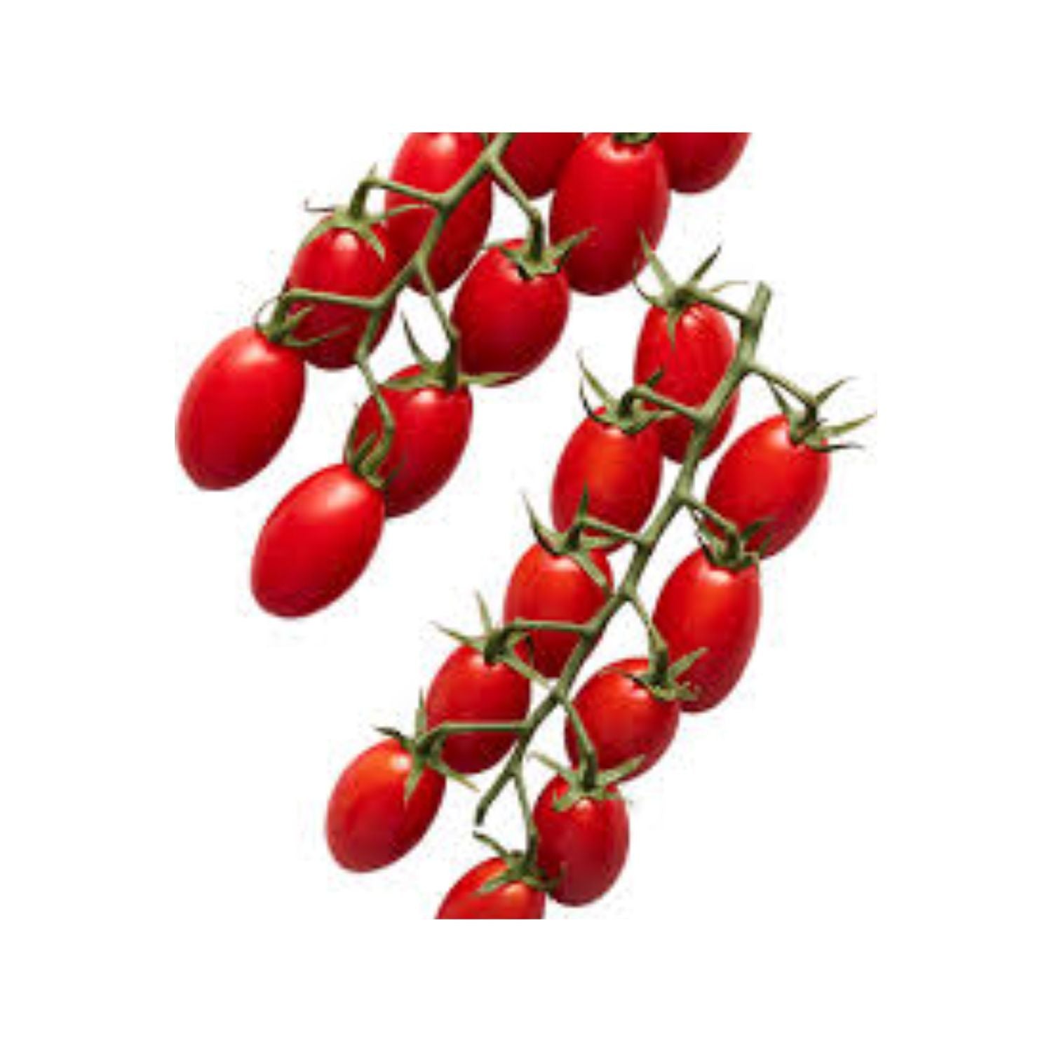 PROMO - Tomato Sugarbomb EACH