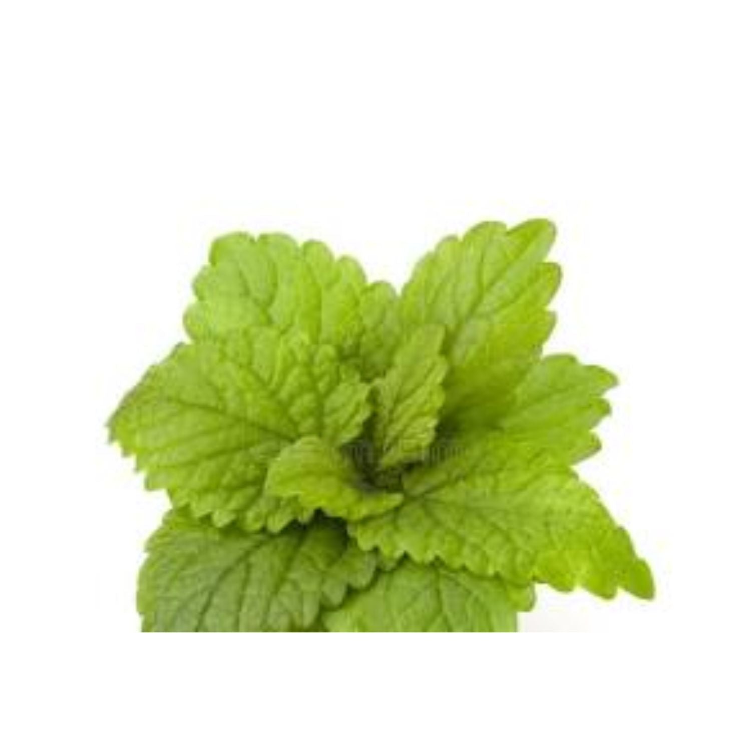 Mint Bunch