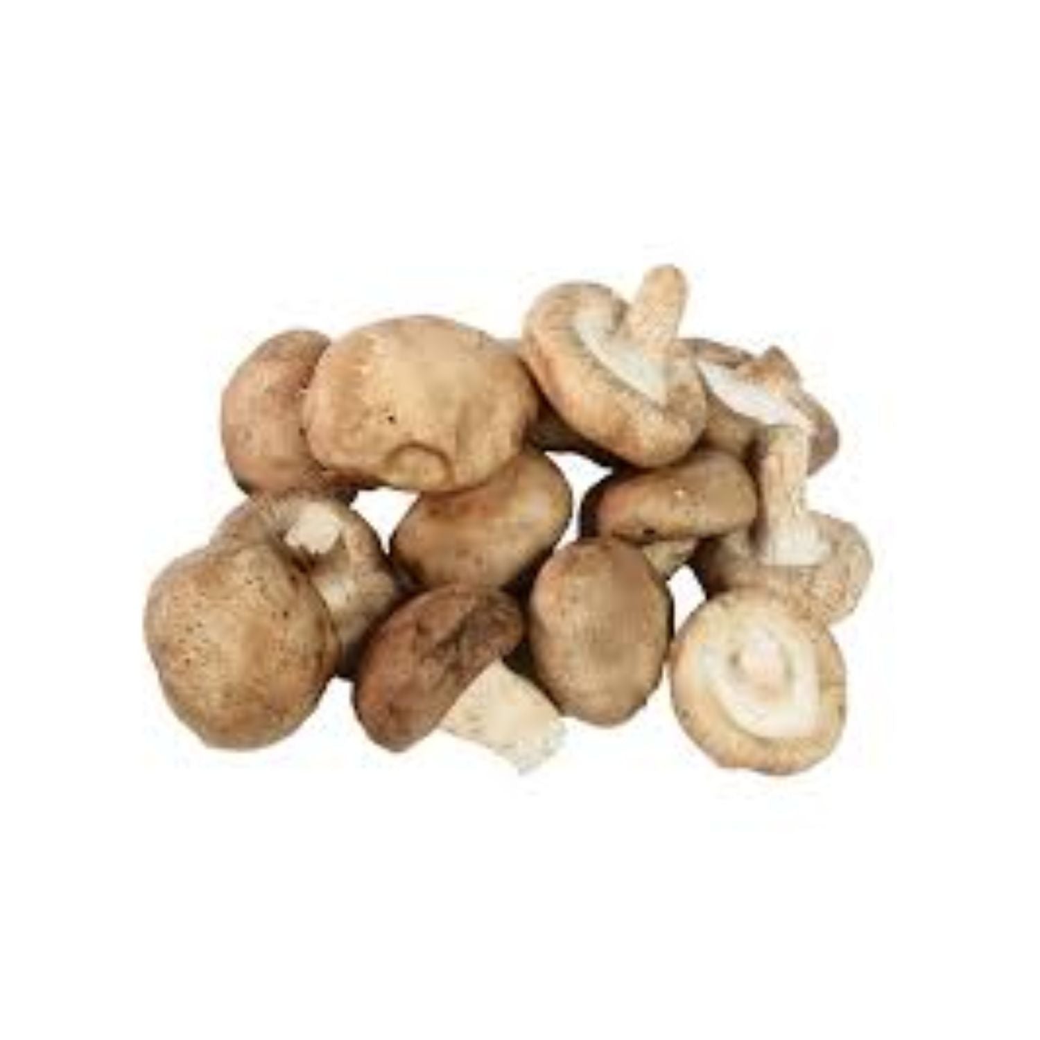 Mushroom Shiitake