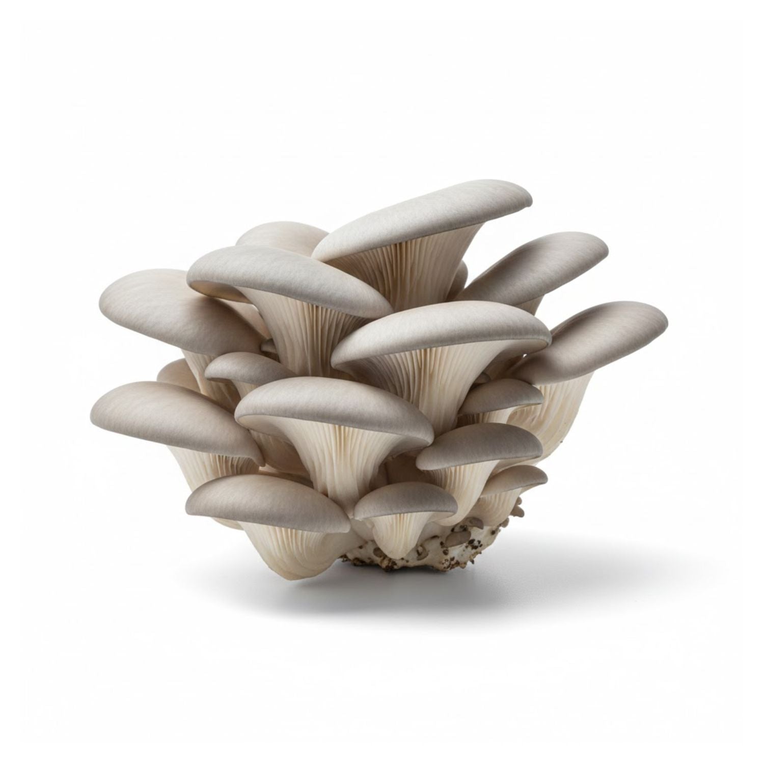 Mushroom Oyster