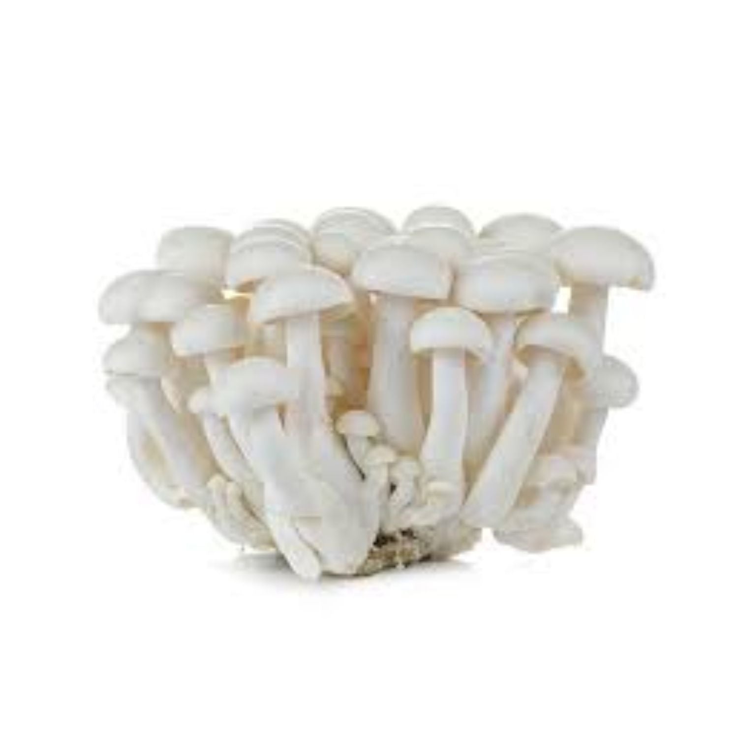 Mushroom White