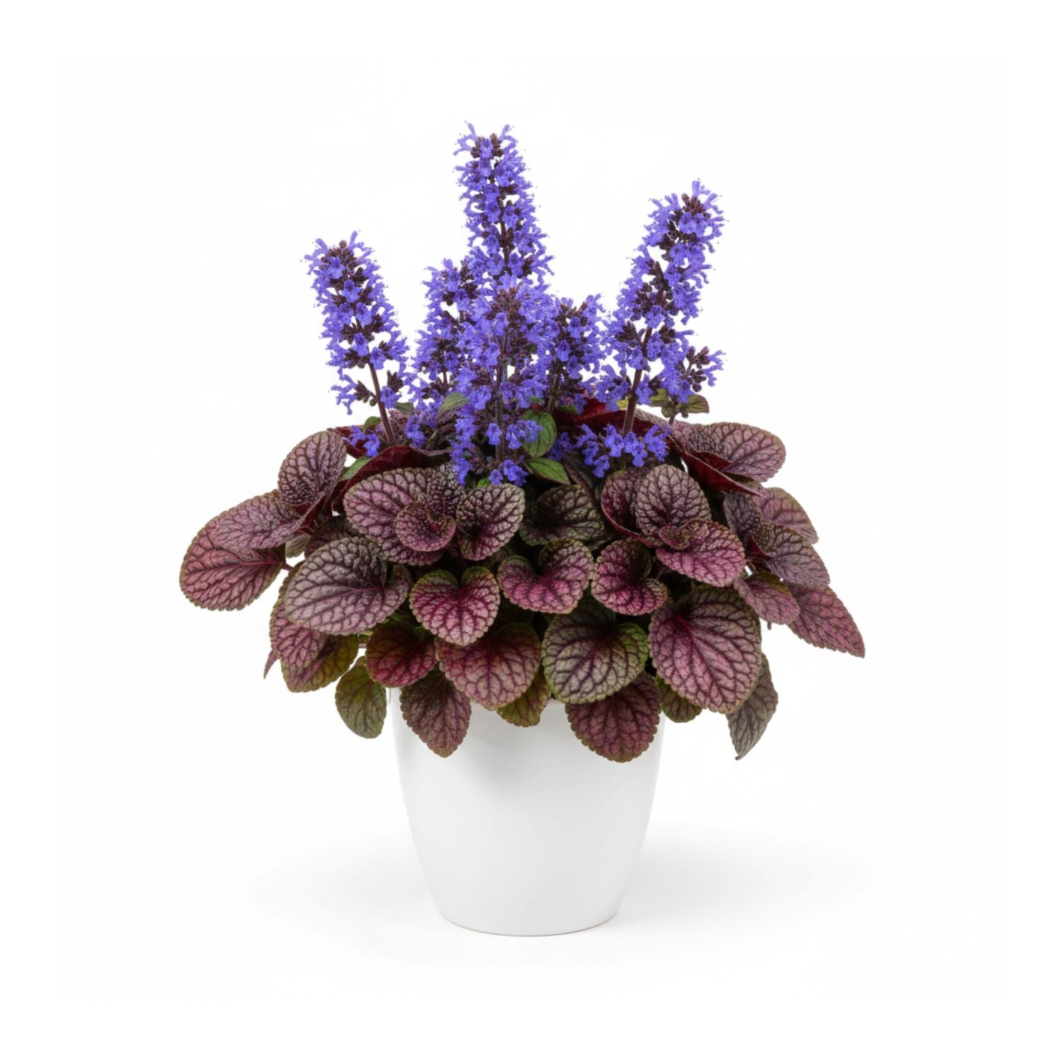 Ajuga hybrid Feathered Friends™ 'Fierce Falcon' - #2