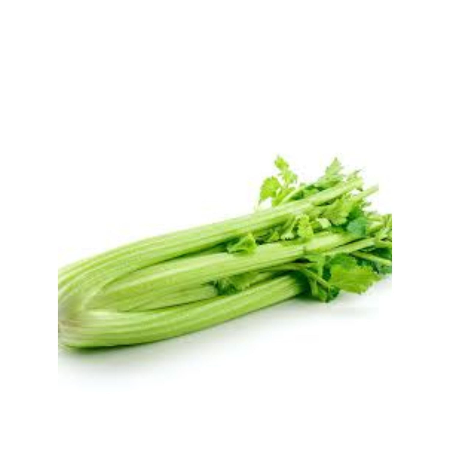 CASELOT - Celery 24CT