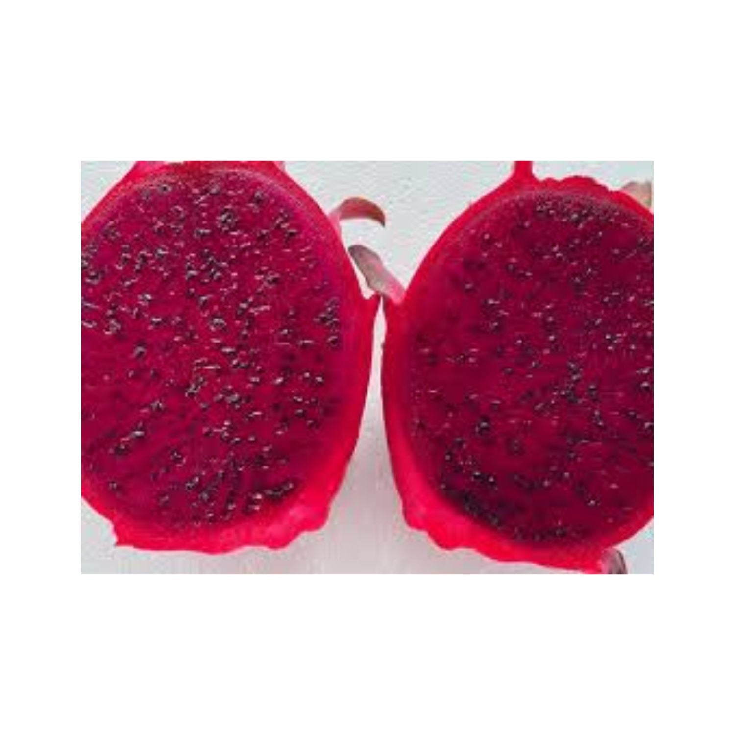 CASELOT - Dragonfruit 13ct