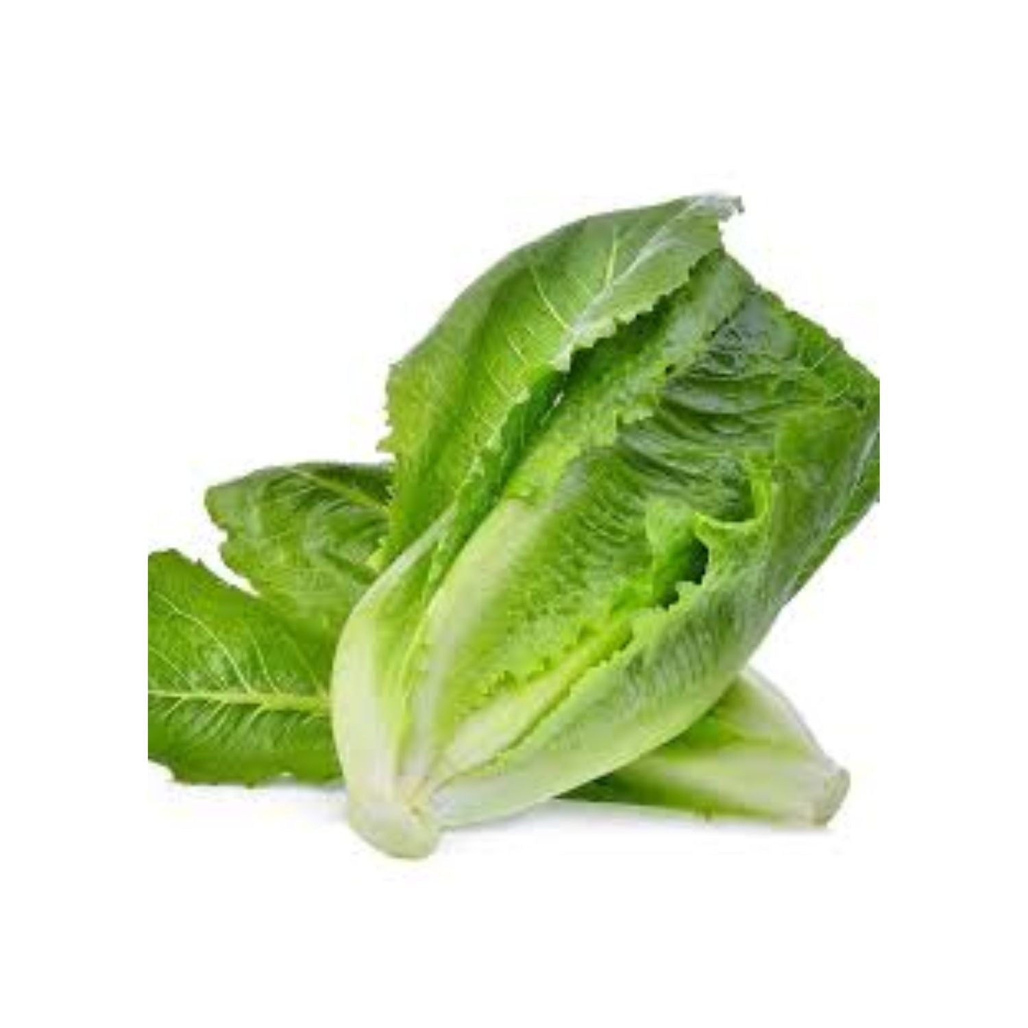 CASELOT - Lettuce Romaine Organic 24CT
