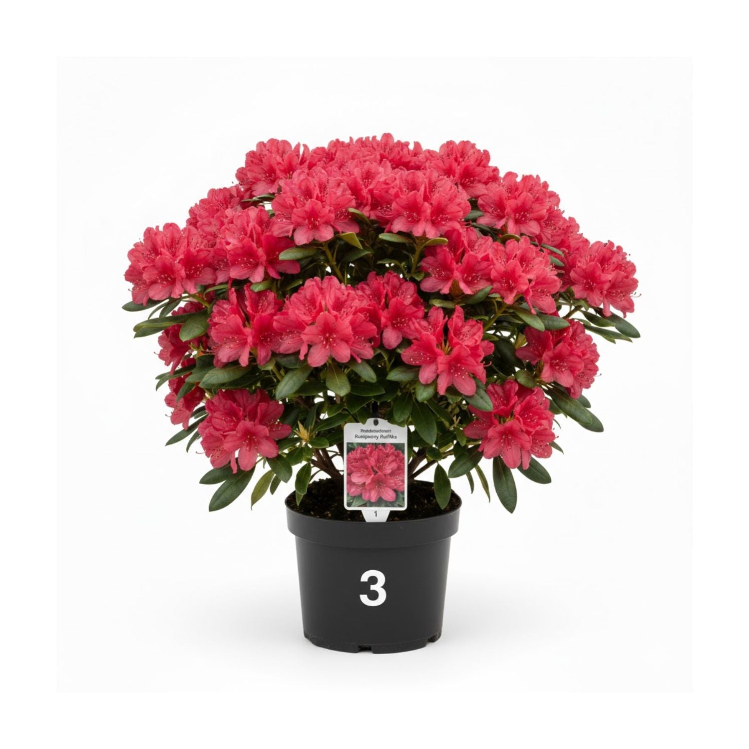 Rhododendron Holden’s® Raspberry Ruffles - #3
