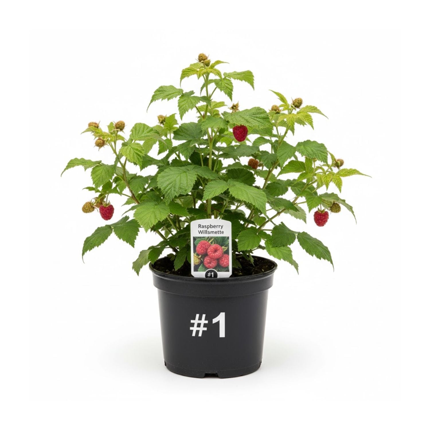Raspberry 'Willamette' - #1