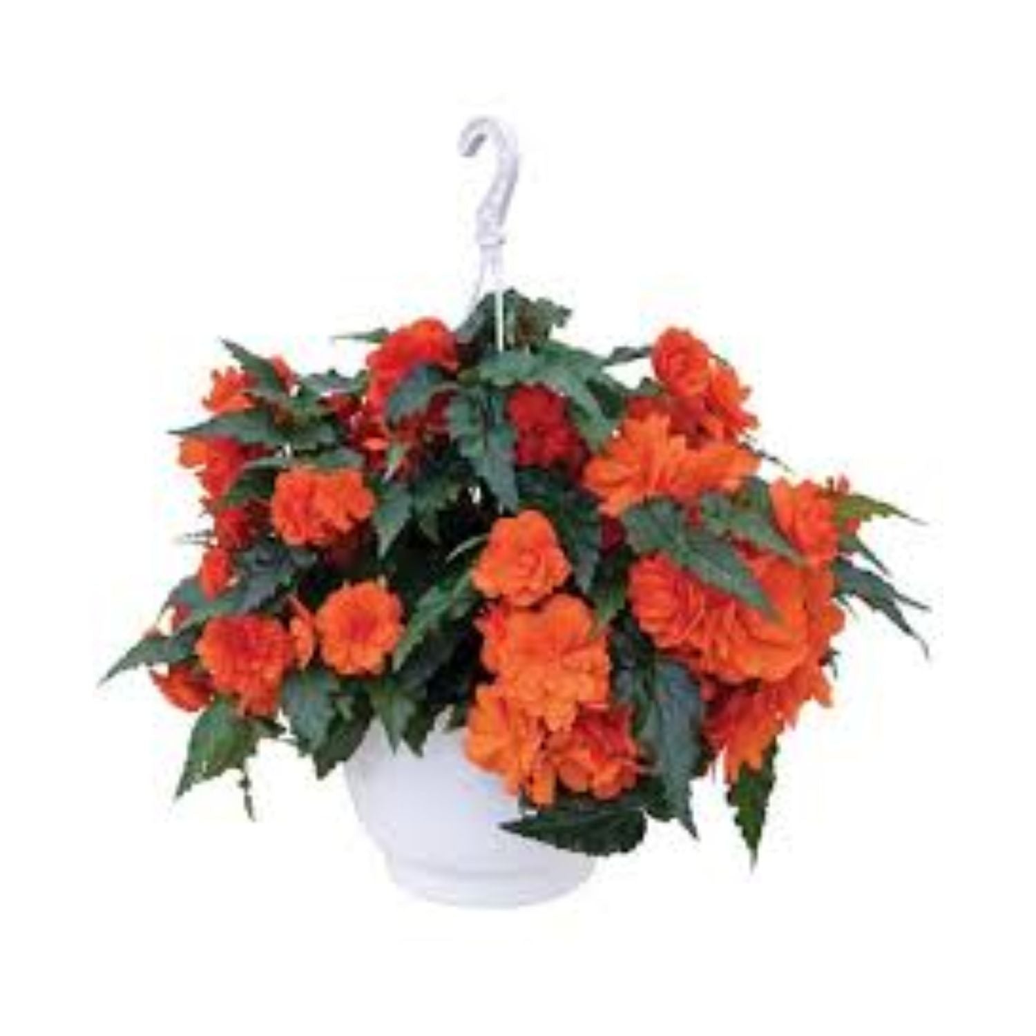 Non Stop Begonia Basket