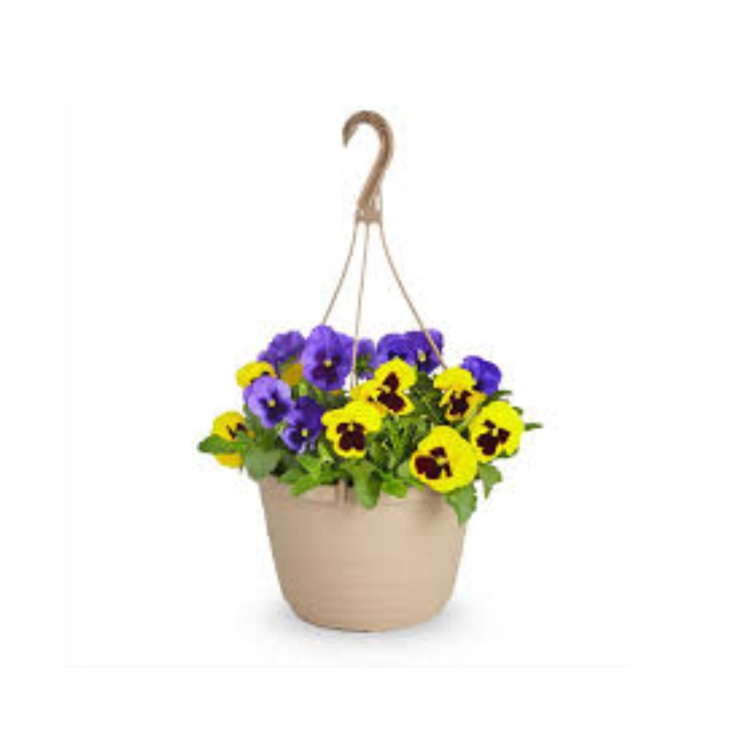 PANSY BASKET
