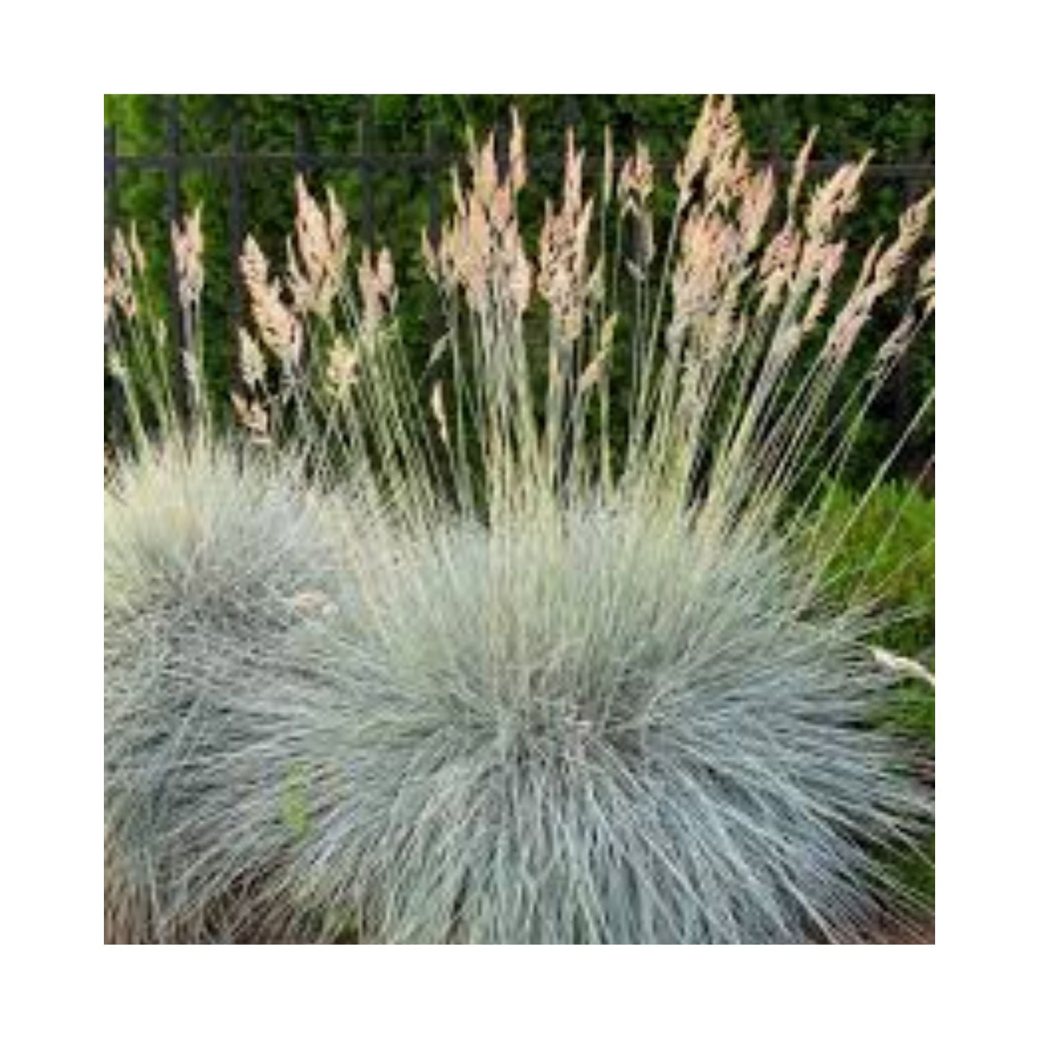 ORNAMENTAL GRASS 4"