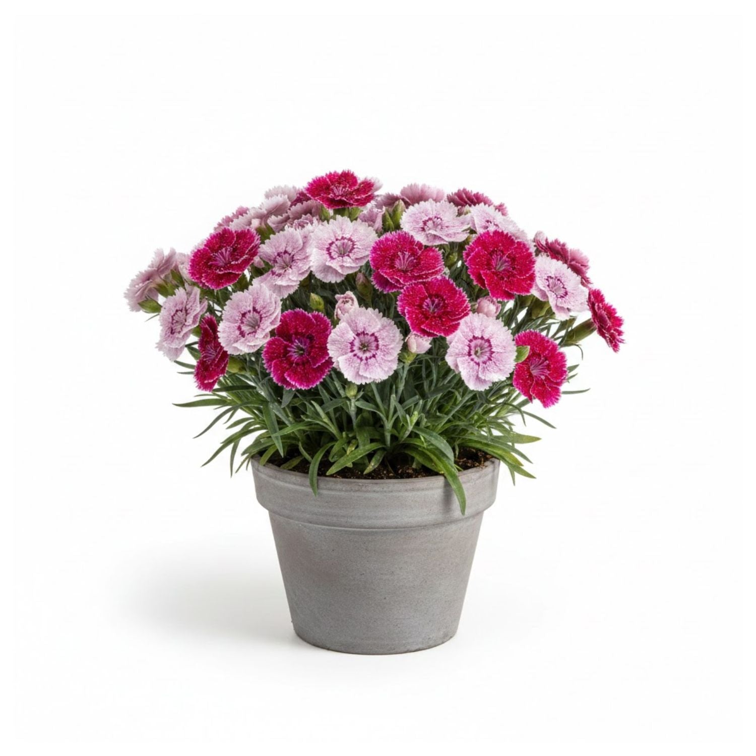 Dianthus hybrid Beauties® 'Olivia Wild' - #1