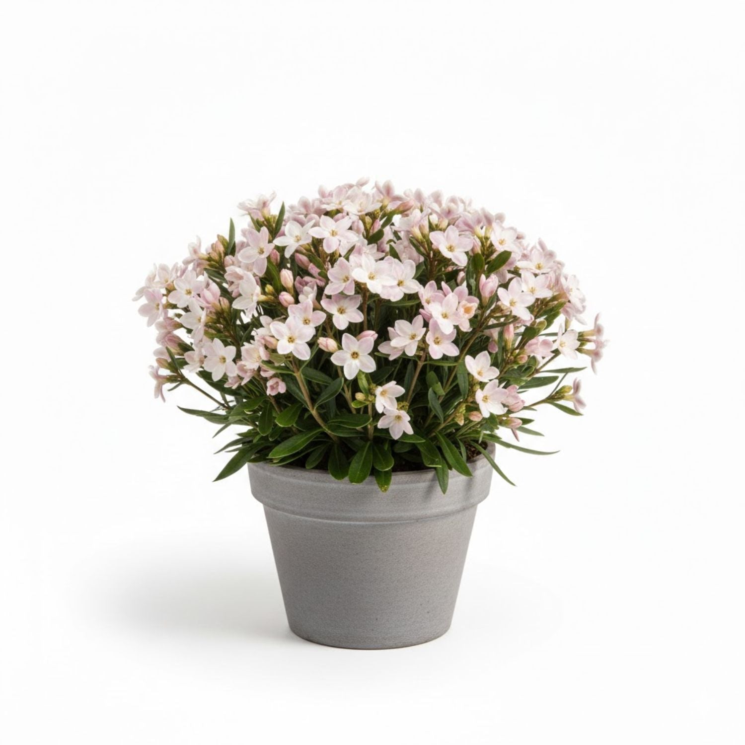 Daphne transatlantica 'Eternal Fragrance' - #2