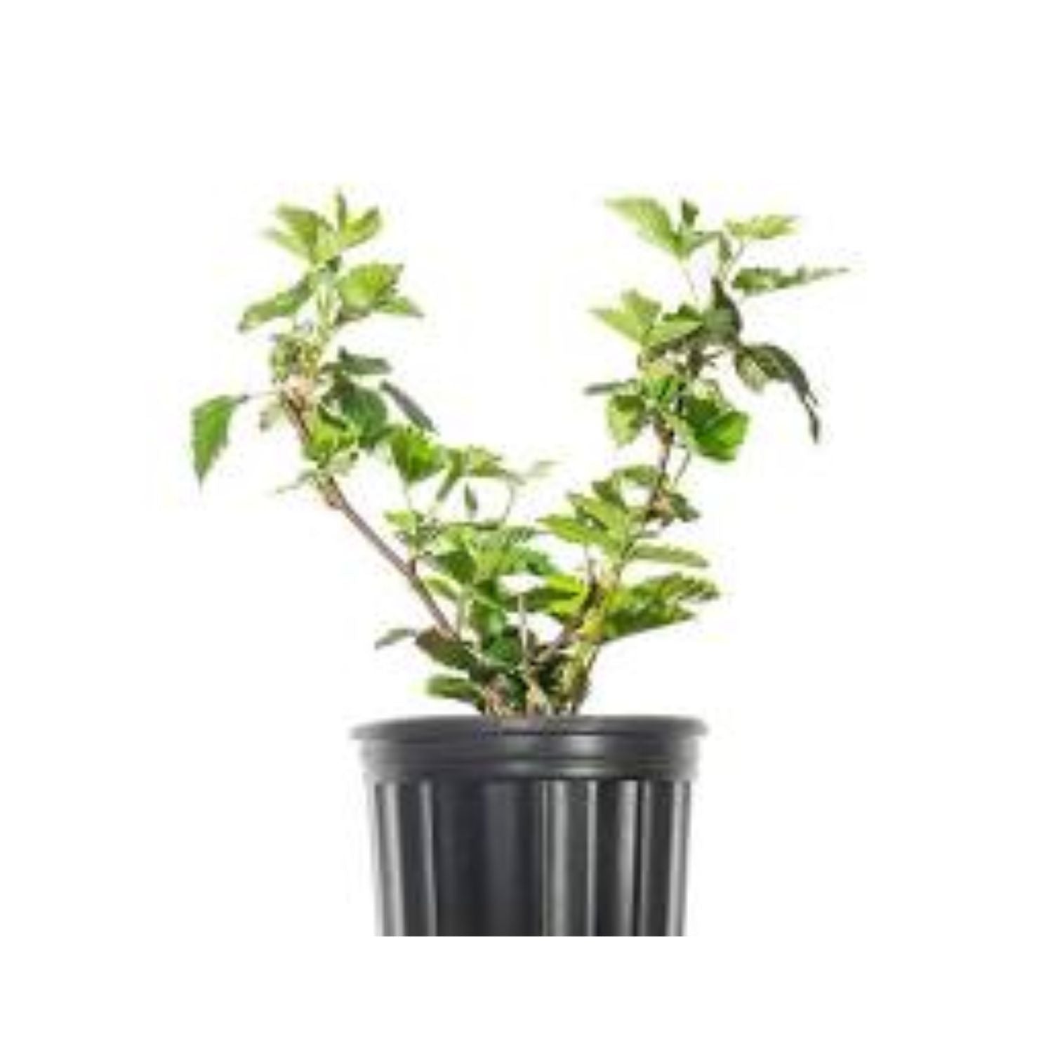 Blackberry 'Black Satin' (Thornless) - #1