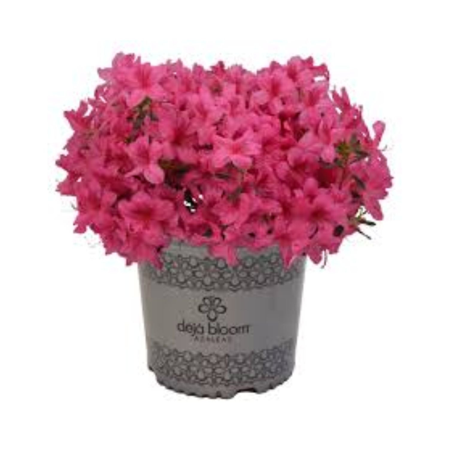 Azalea hybrid Déjà Bloom® Orchid Showers™ PP26883 - #1