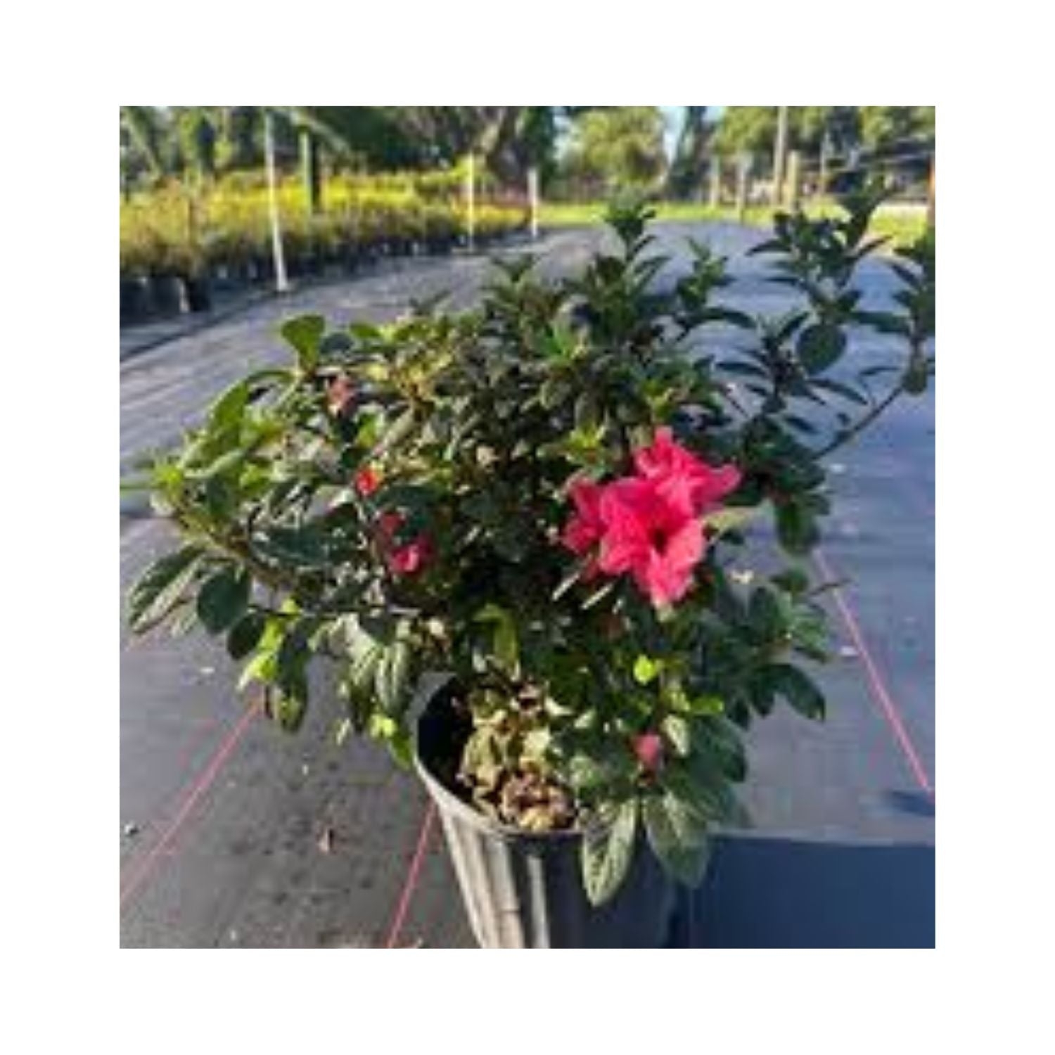 Azalea hybrid Déjà Bloom® Vixen - #1