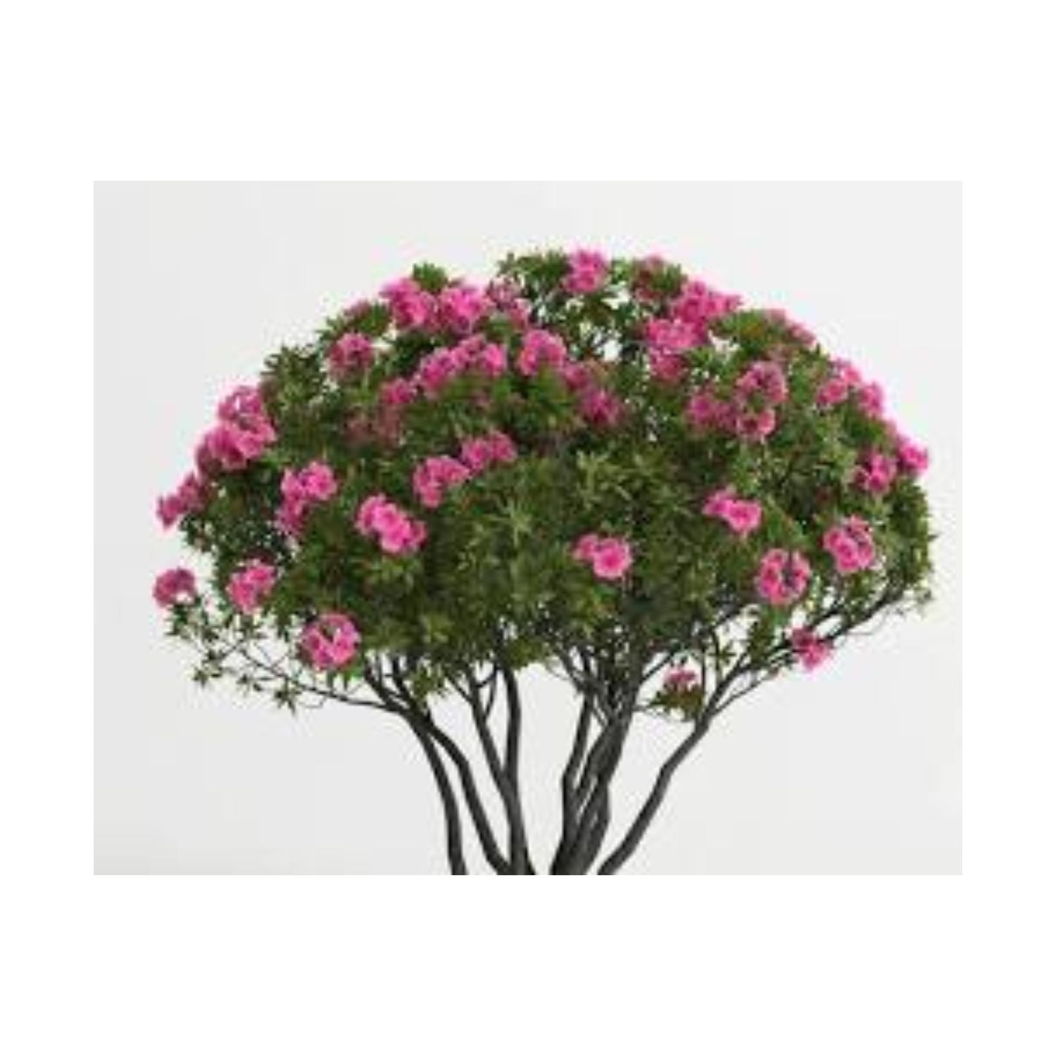 Azalea hybrid Déjà Bloom® Smitten - #1