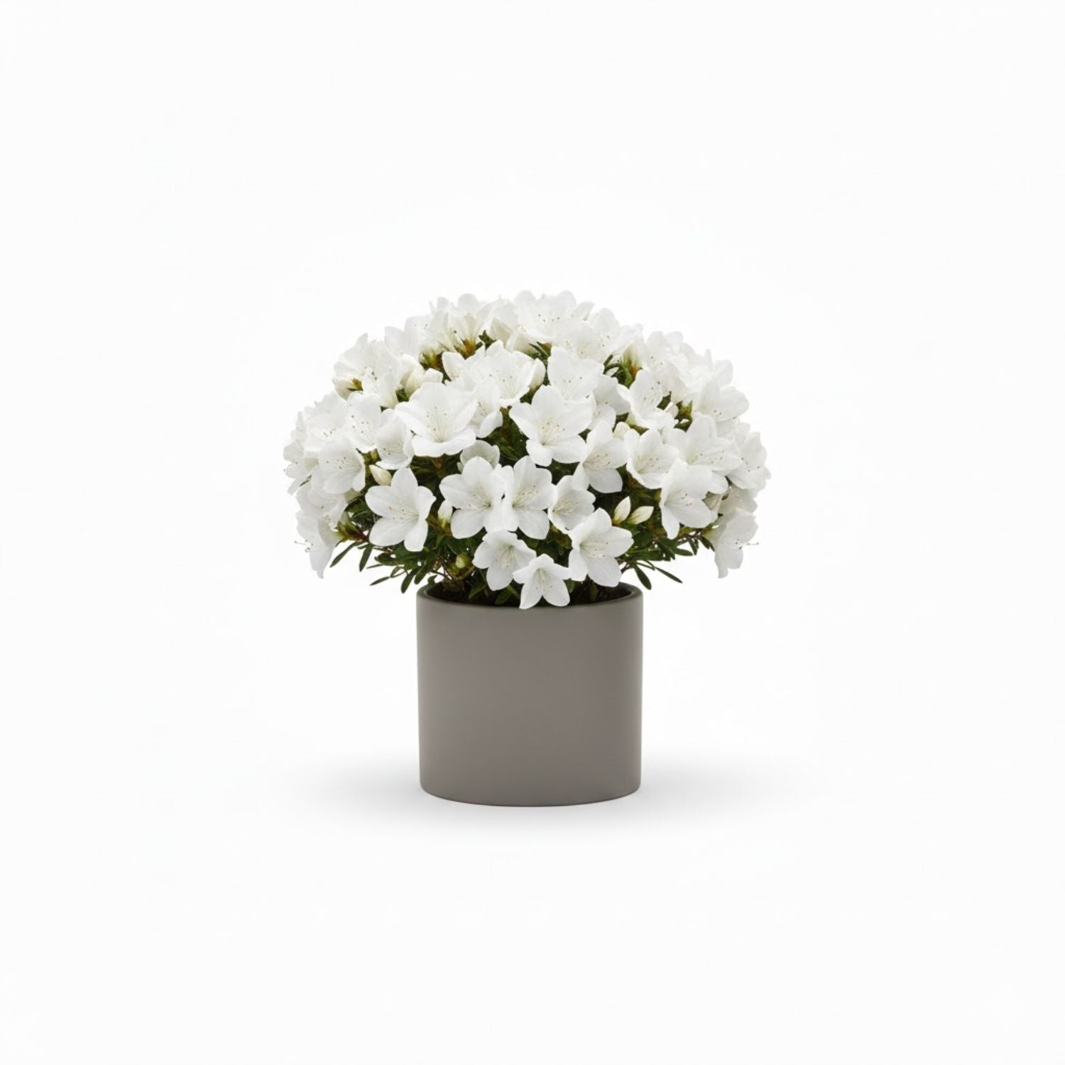 Azalea hybrid 'Hino White' - #2