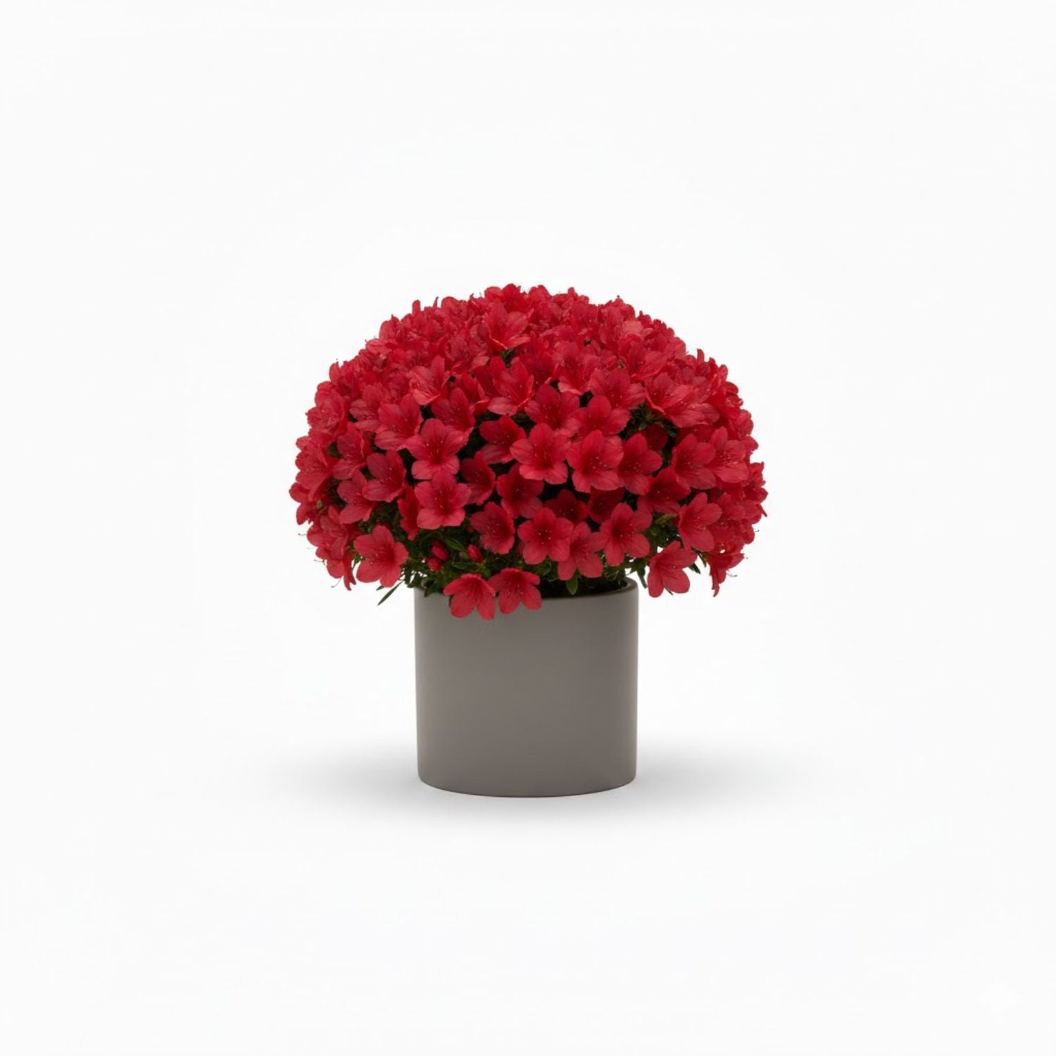 Azalea hybrid 'Hino Crimson' - #1