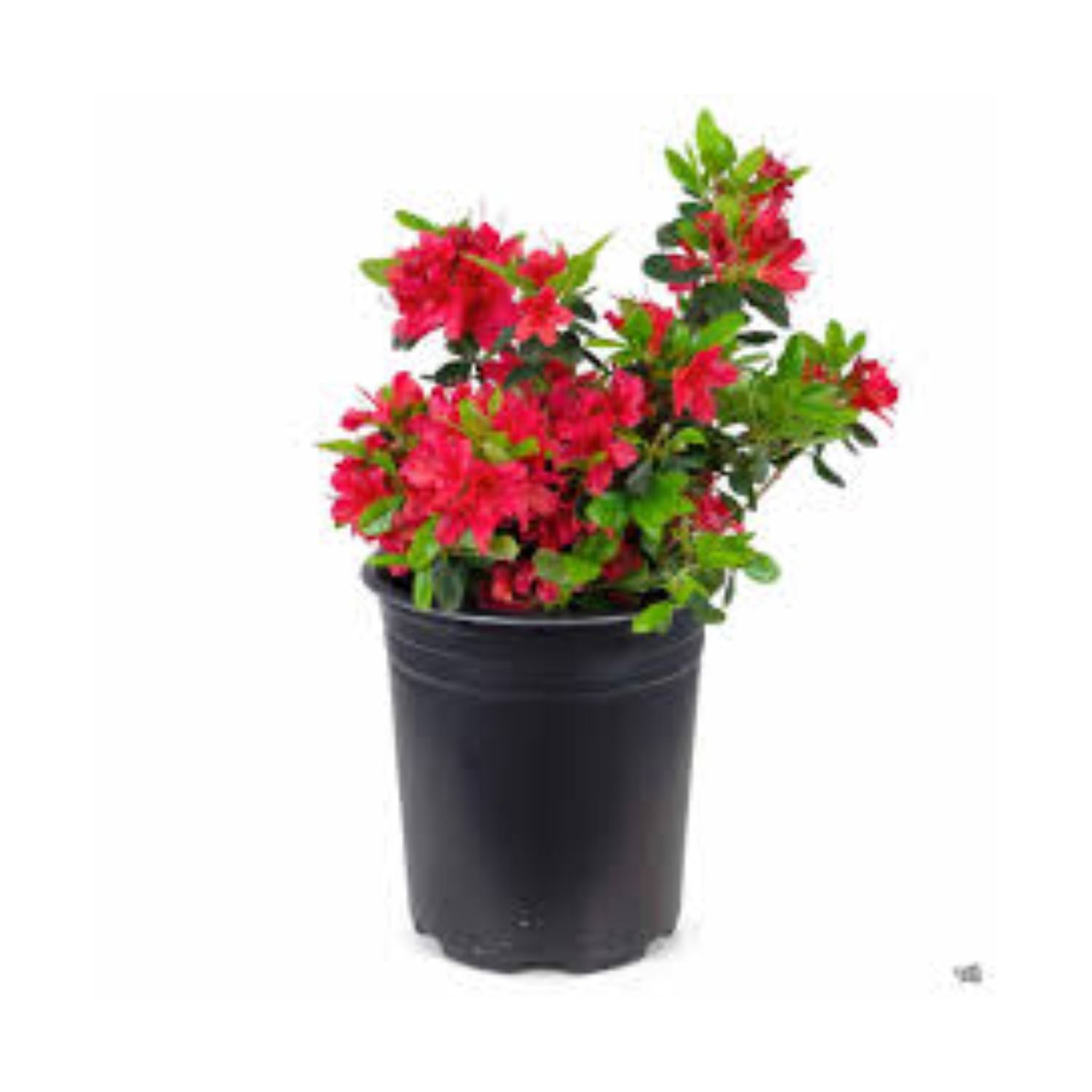 Azalea hybrid 'Hino Crimson' - #3