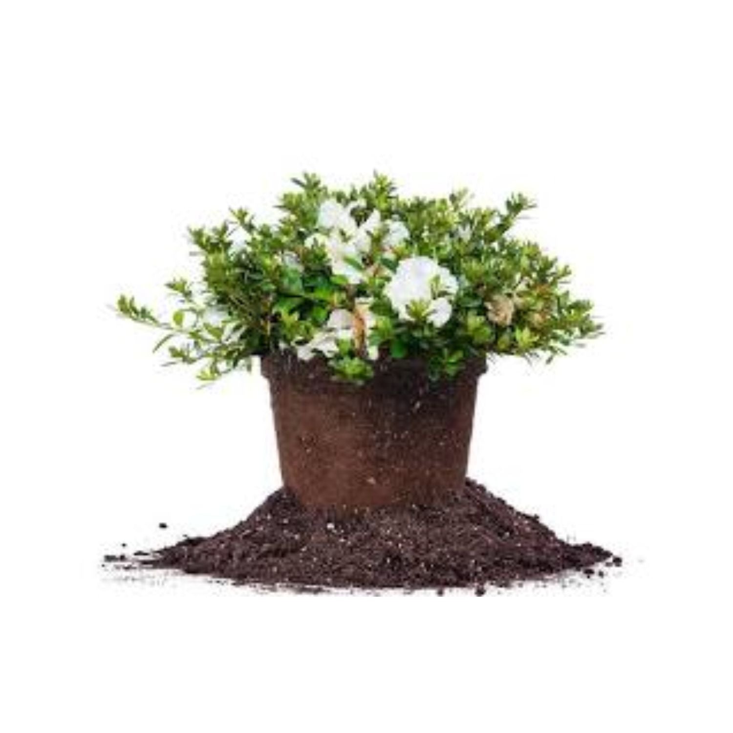 Azalea hybrid 'Gumpo White' - #1