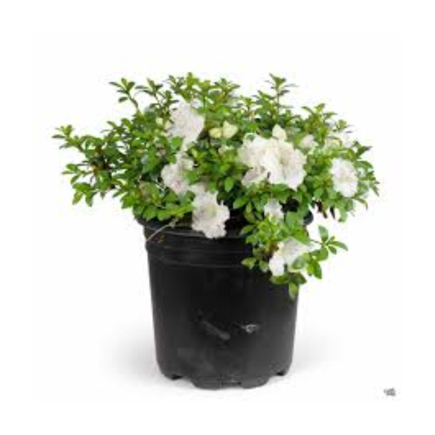 Azalea hybrid 'Gumpo White' - #2