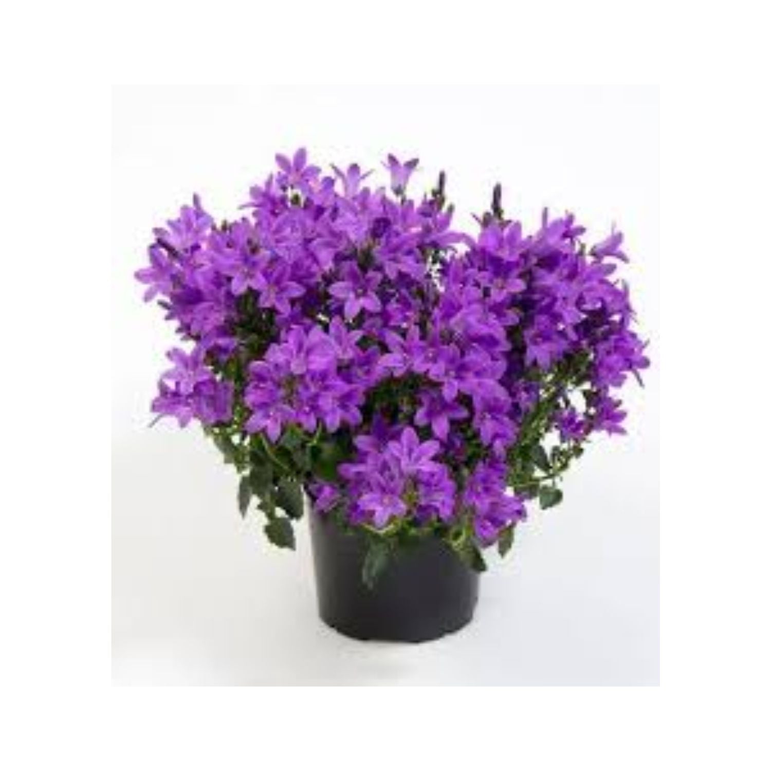 Azalea hybrid 'Girard's Purple' - #1