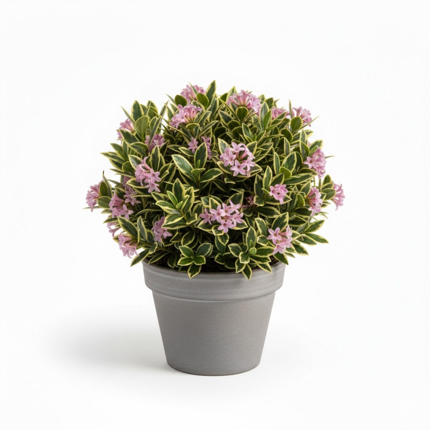 Daphne odora Marianni PP21820 - #3