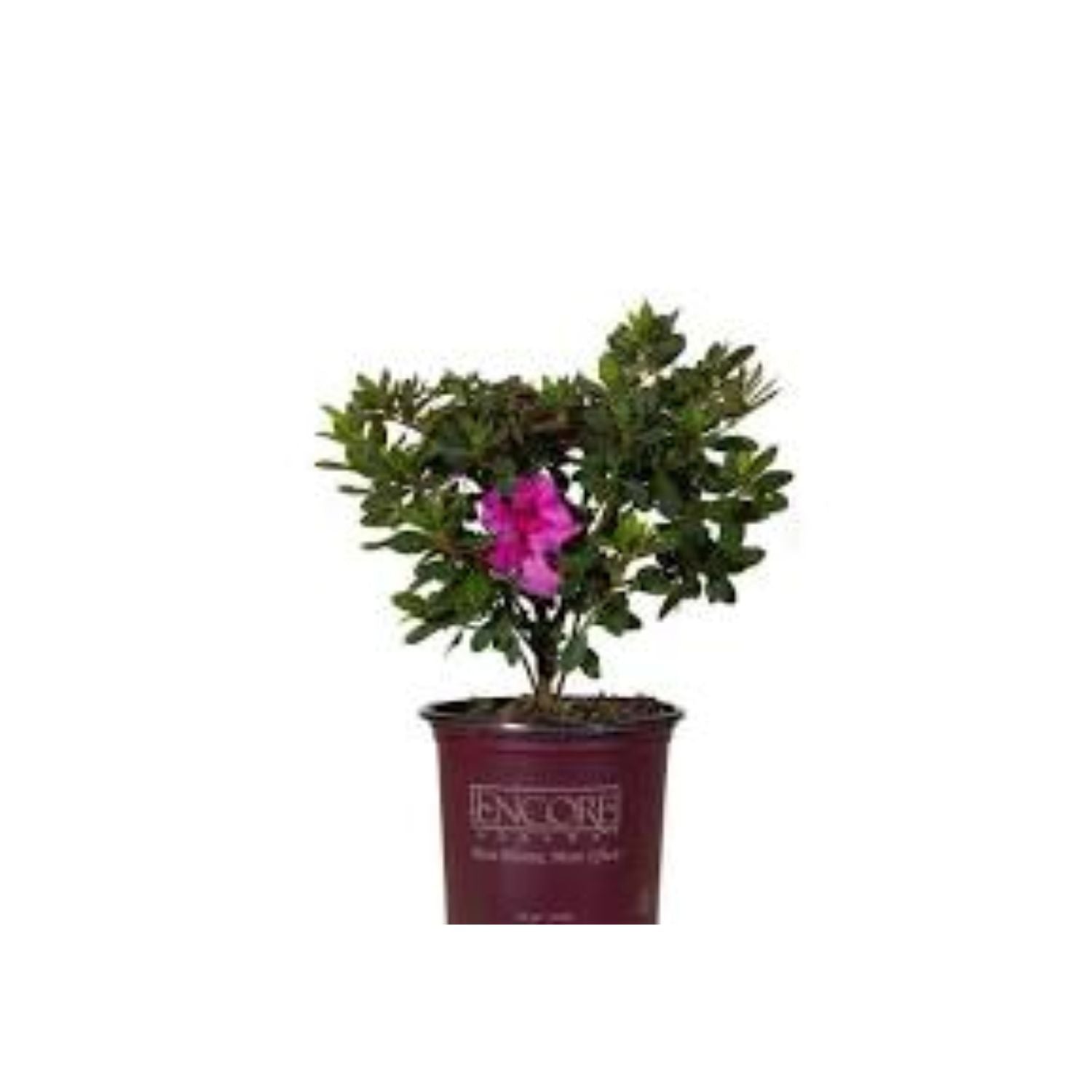 Azalea hybrid 'Girard's Purple' - #2
