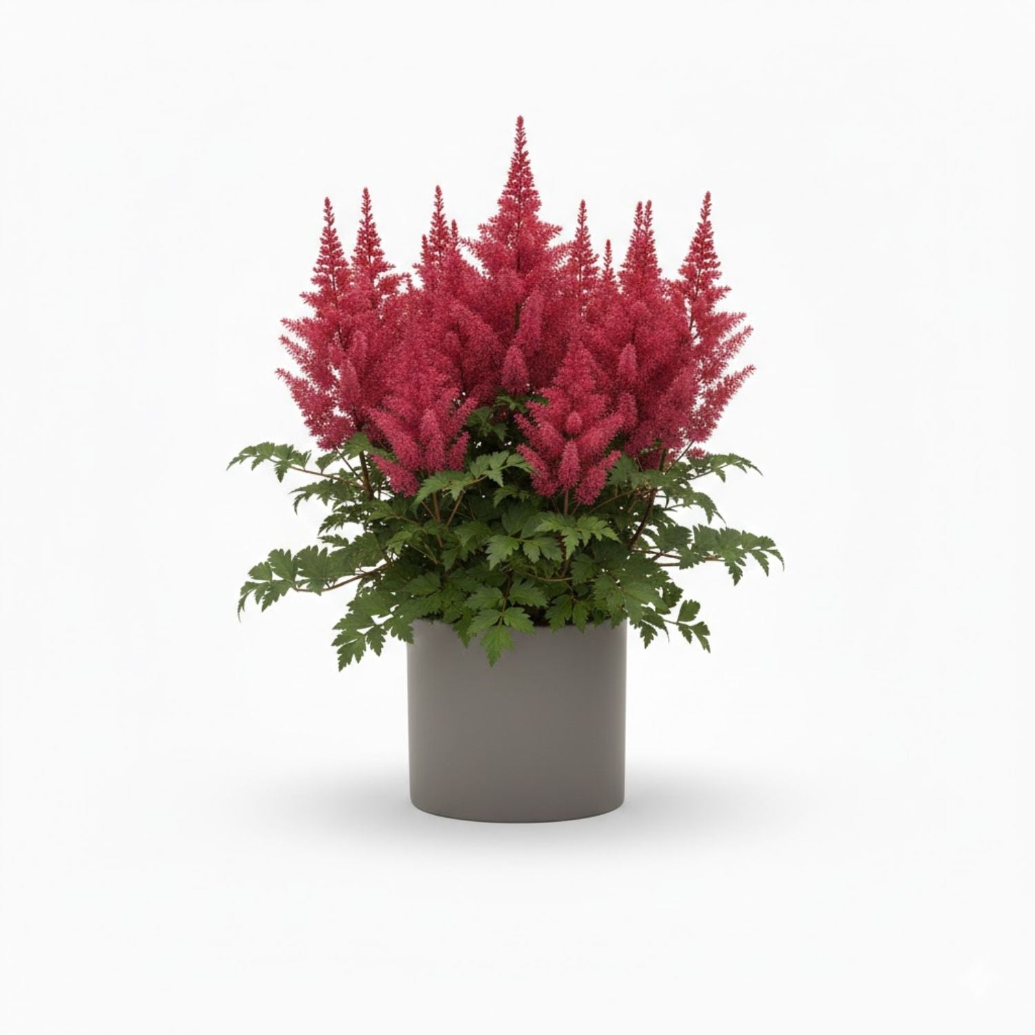 Astilbe hybrid 'Hot Pearls' - #1