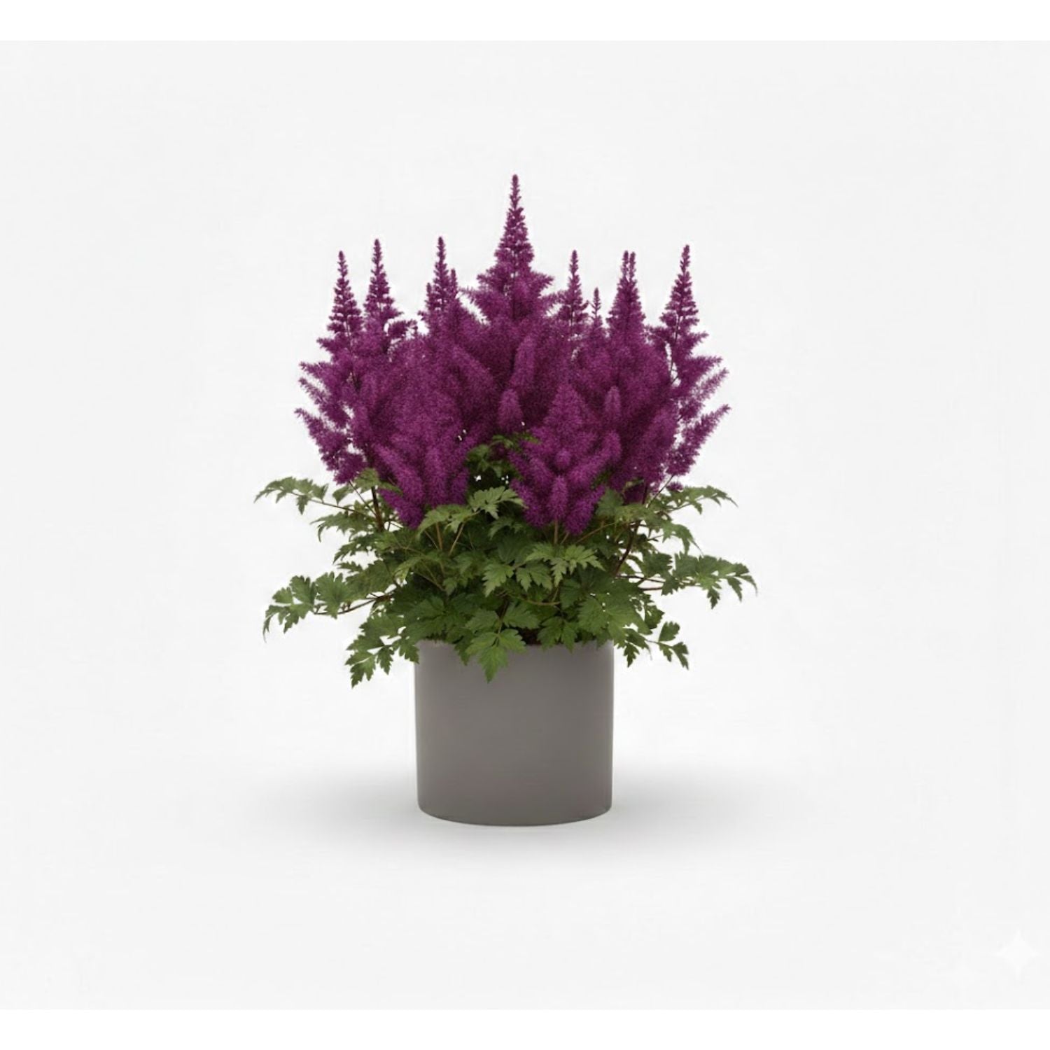 Astilbe chinensis 'Visions' - #1