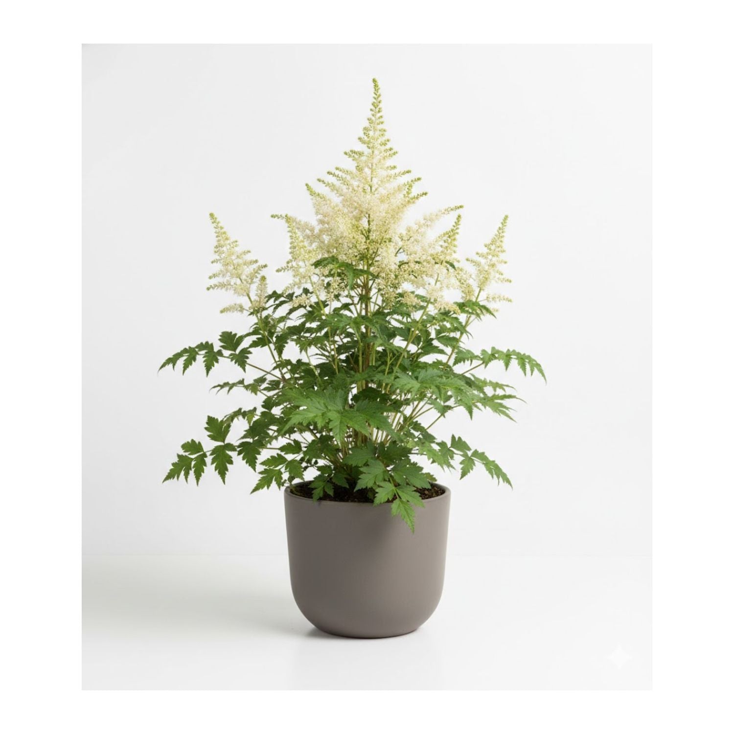 Astilbe chinensis 'Lowlands White' - #1