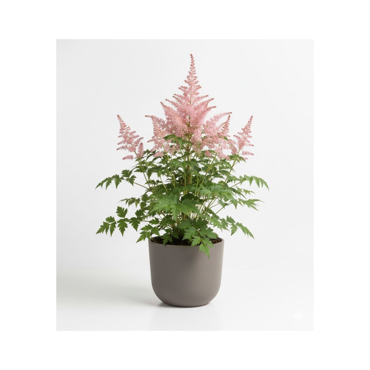 Astilbe chinensis 'Little Visions in Pink' - #1