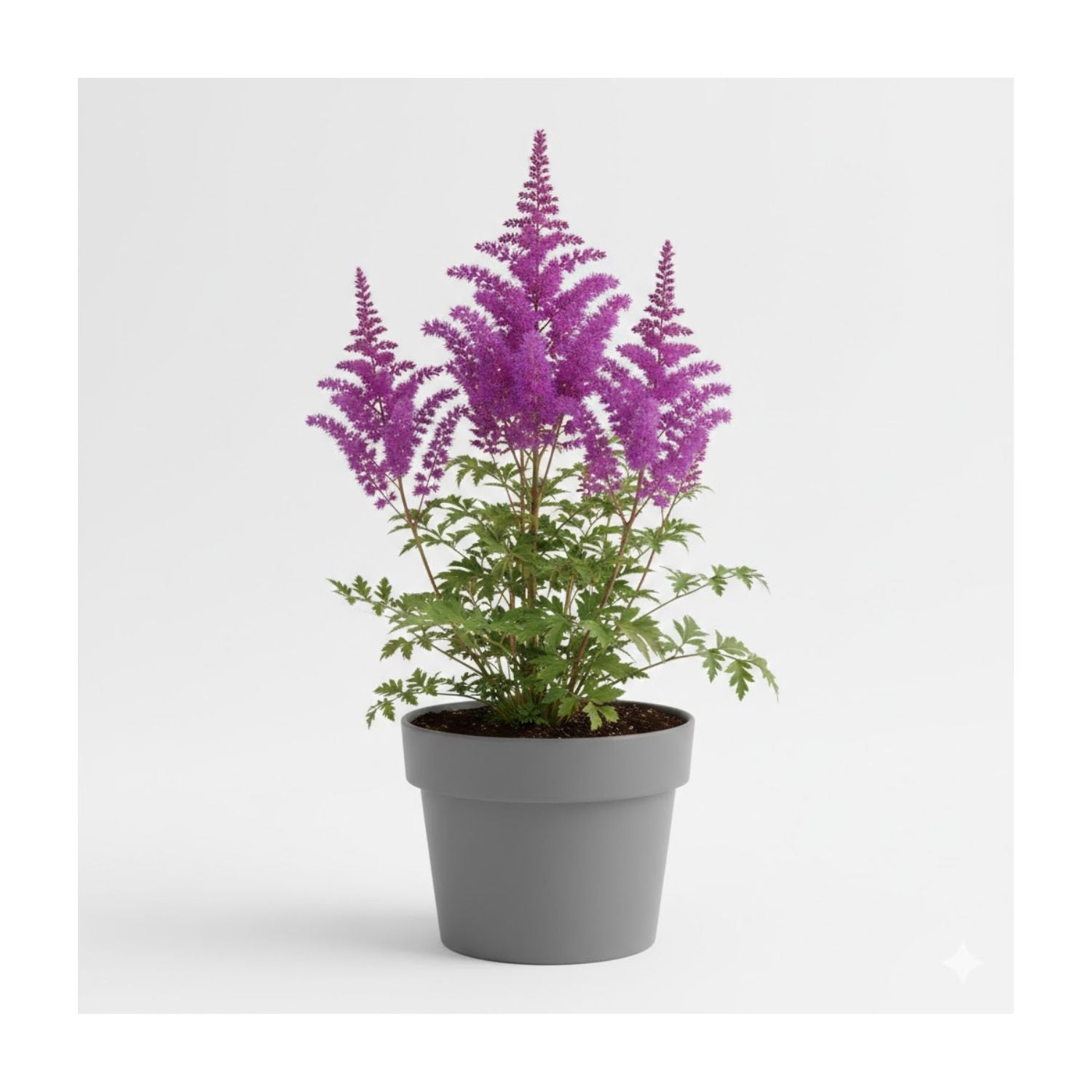 Astilbe chinensis 'Black Pearls' - #1
