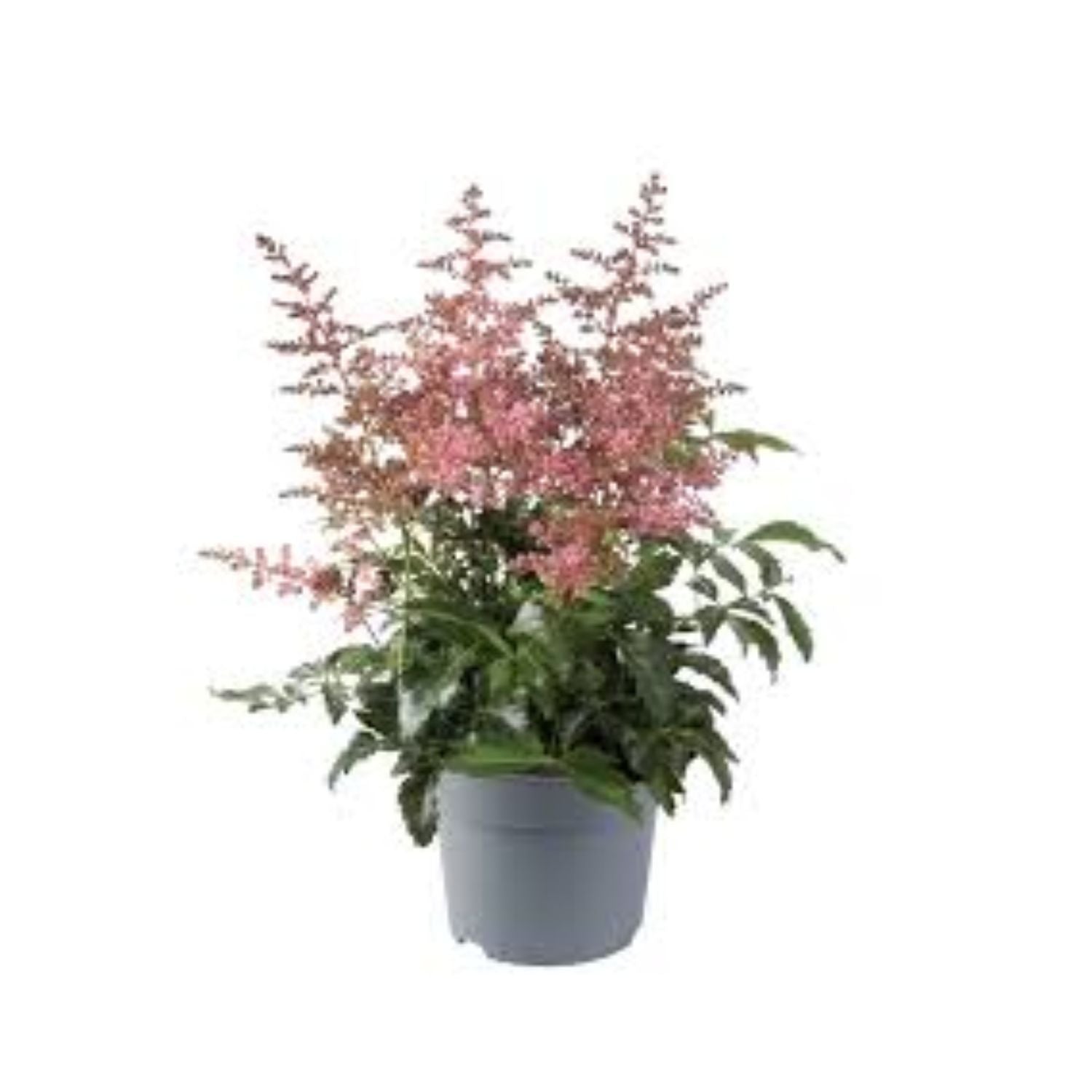 Astilbe arendsii 'Happy Day' - #1