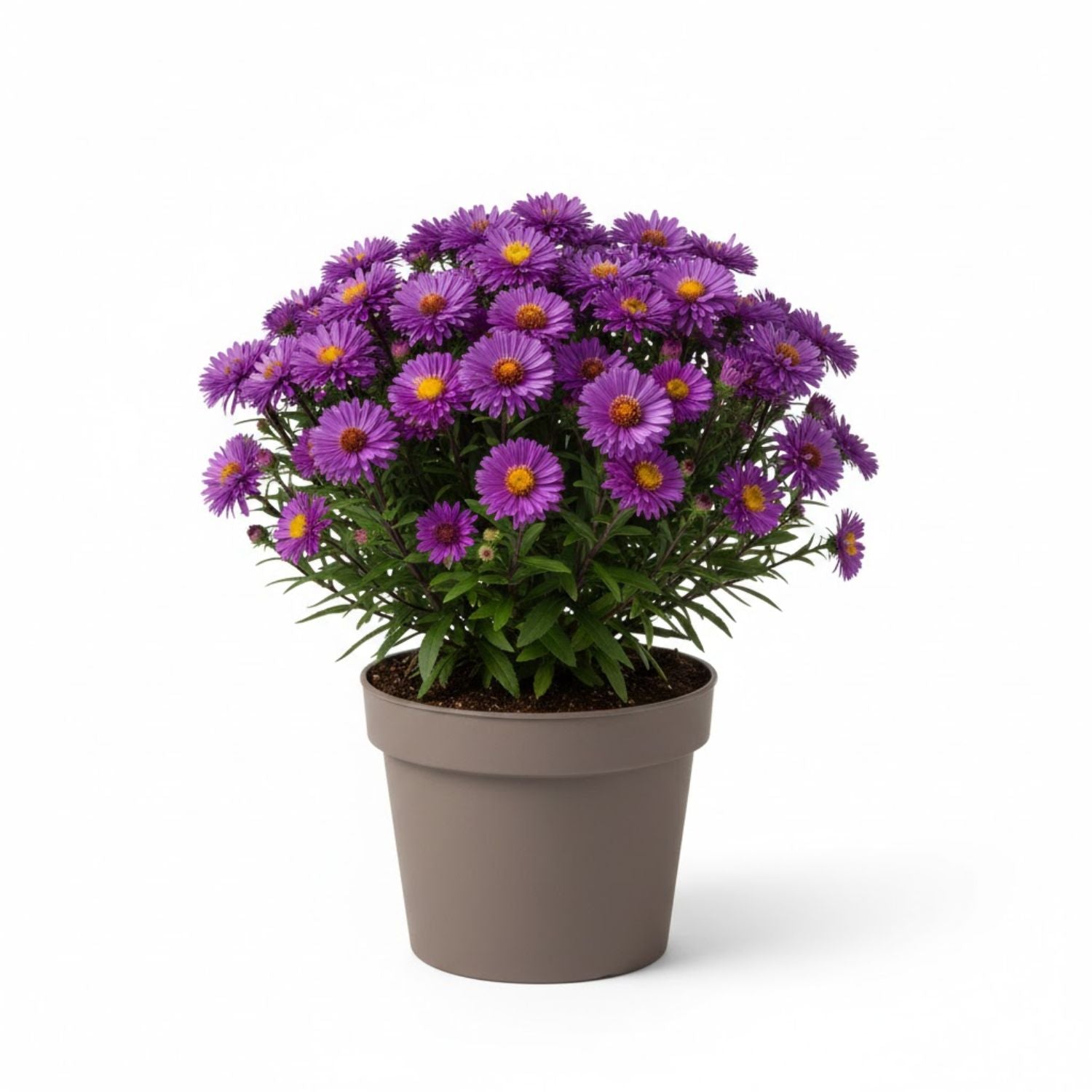 Aster novae-angliae 'Grape Crush' PPAF - #1