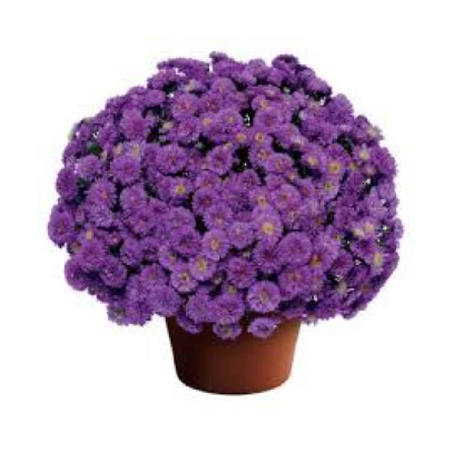 Aster Kickin 'Lilac Blue' PPAF - #1