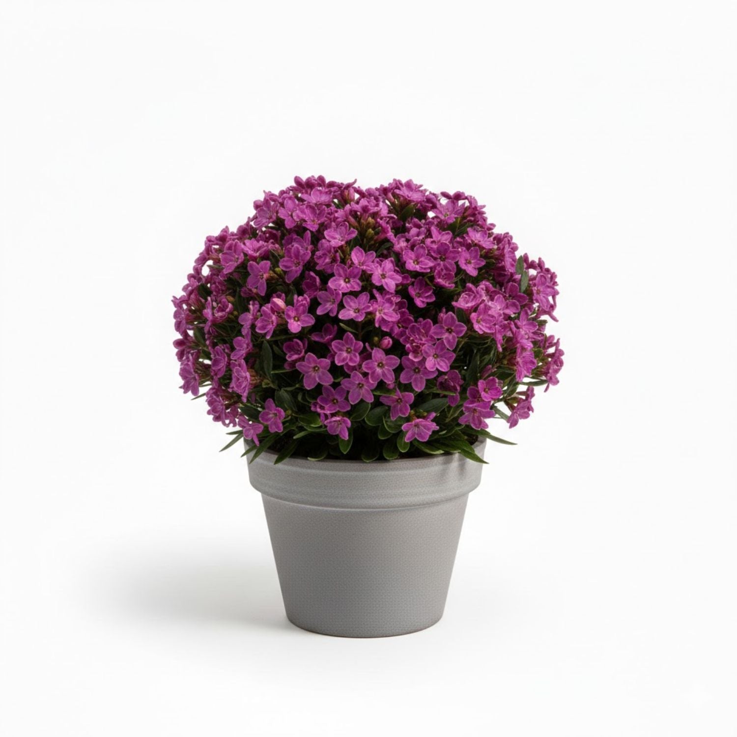 Daphne odora 'Sweet Amethyst' - #2