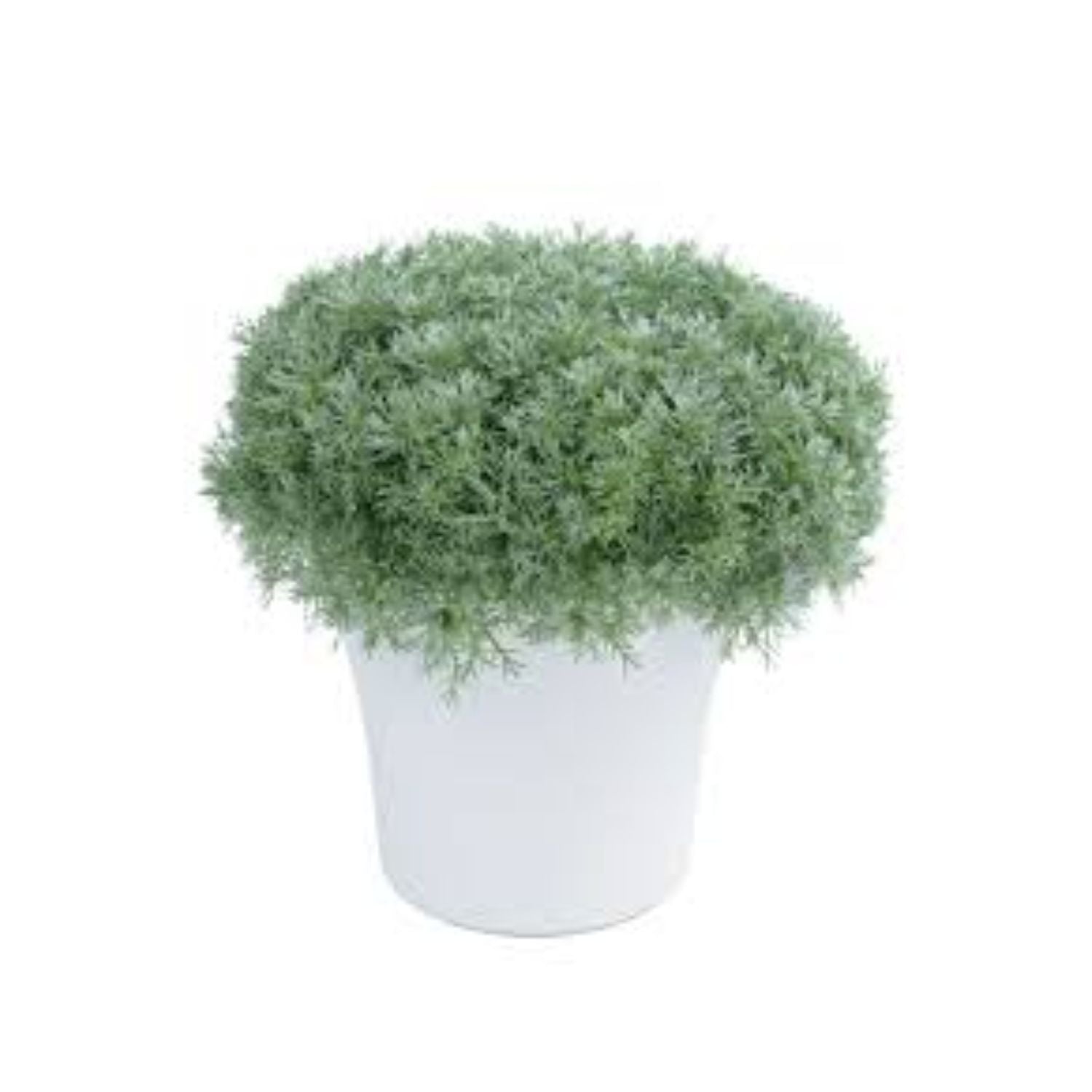 Artemisia schmidtiana 'Silver Mound' - #1