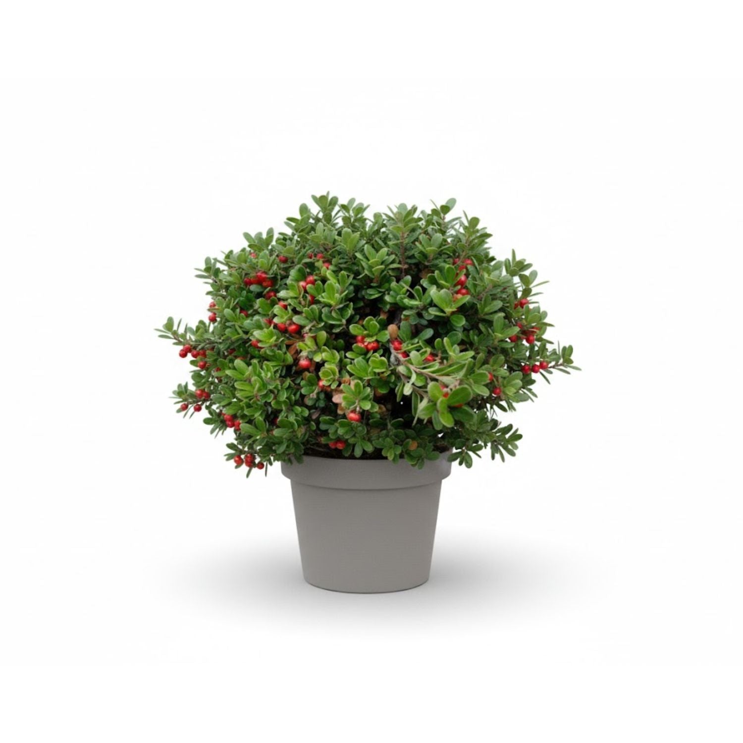 Arctostaphylos uva-ursi - #1